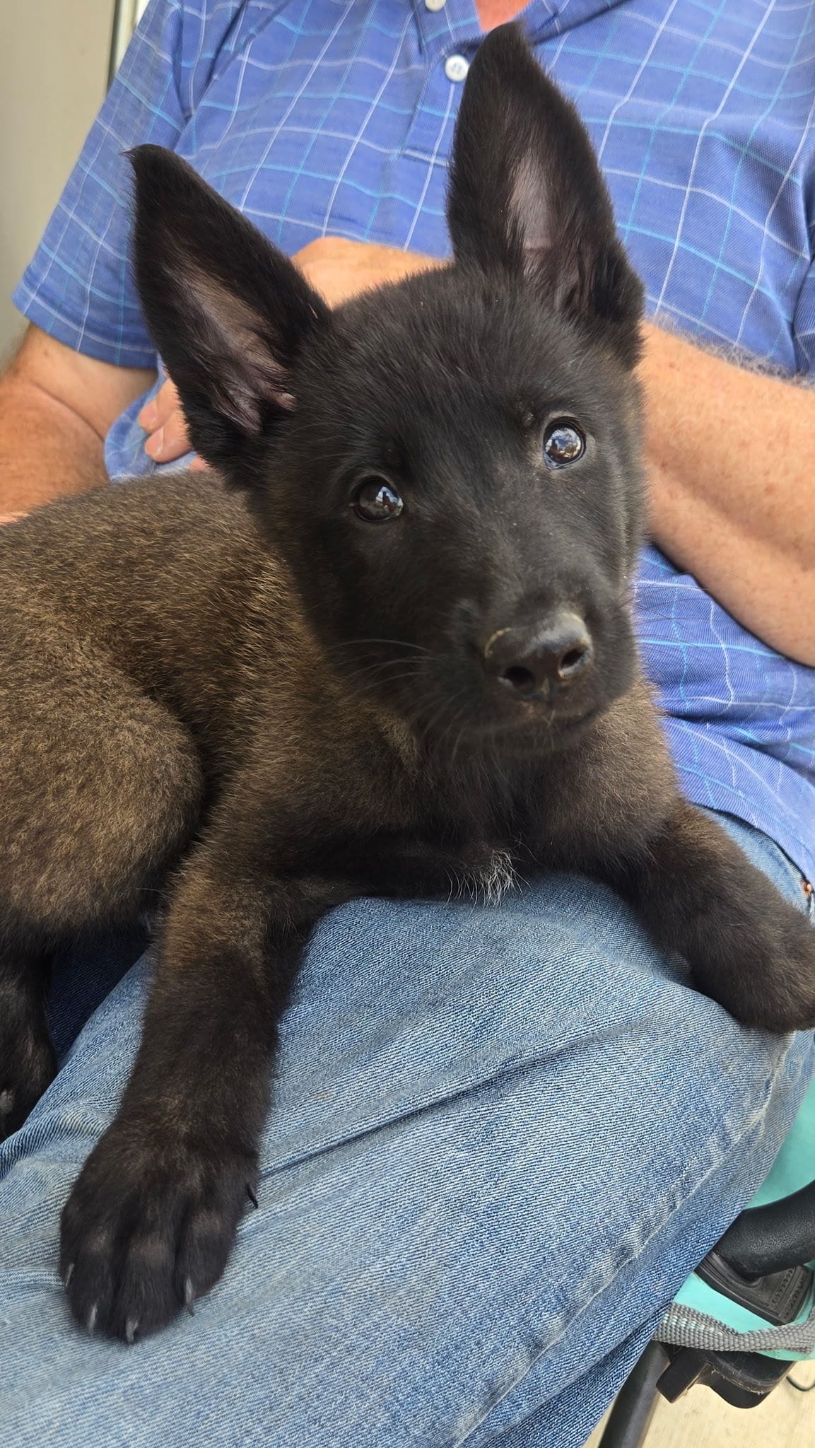 Blackie – Belgian Malinois puppy for sale in Lockhart, TX