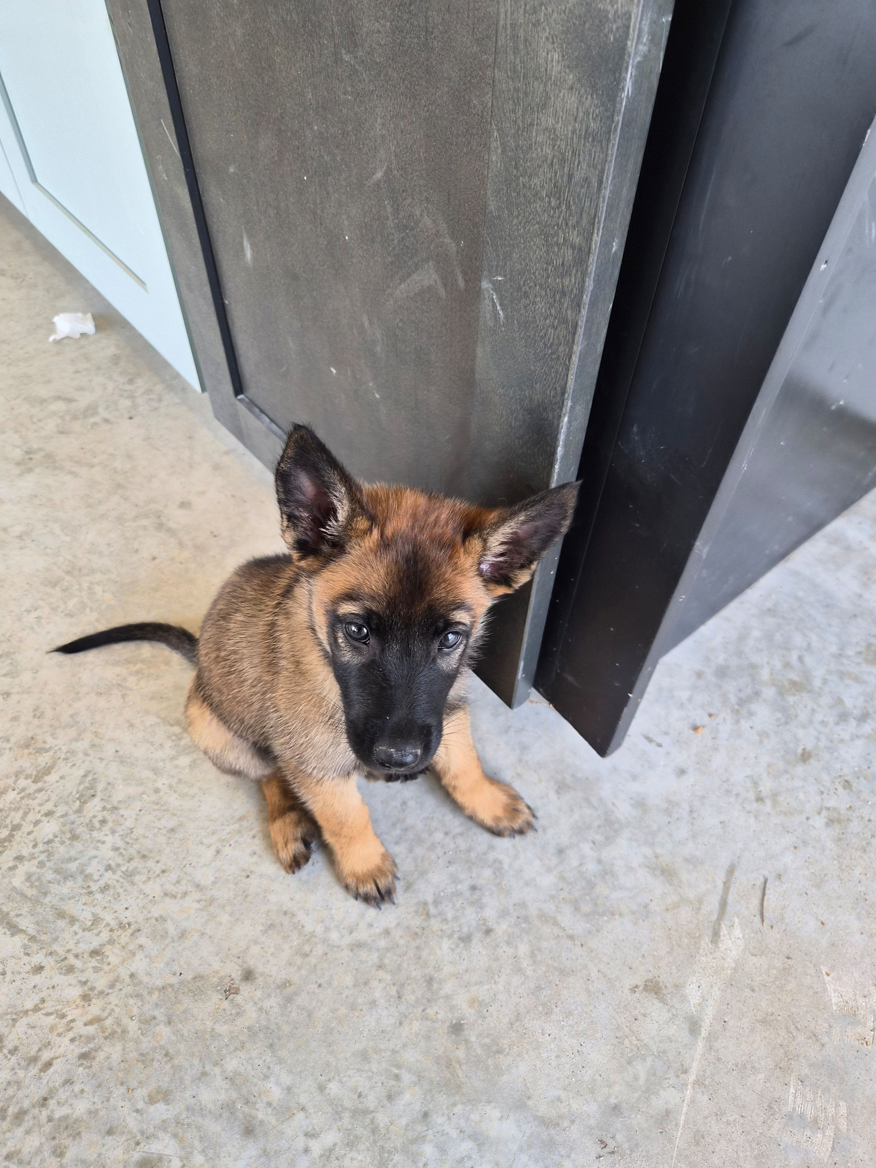 Kona – Belgian Malinois puppy for sale in Lockhart, TX