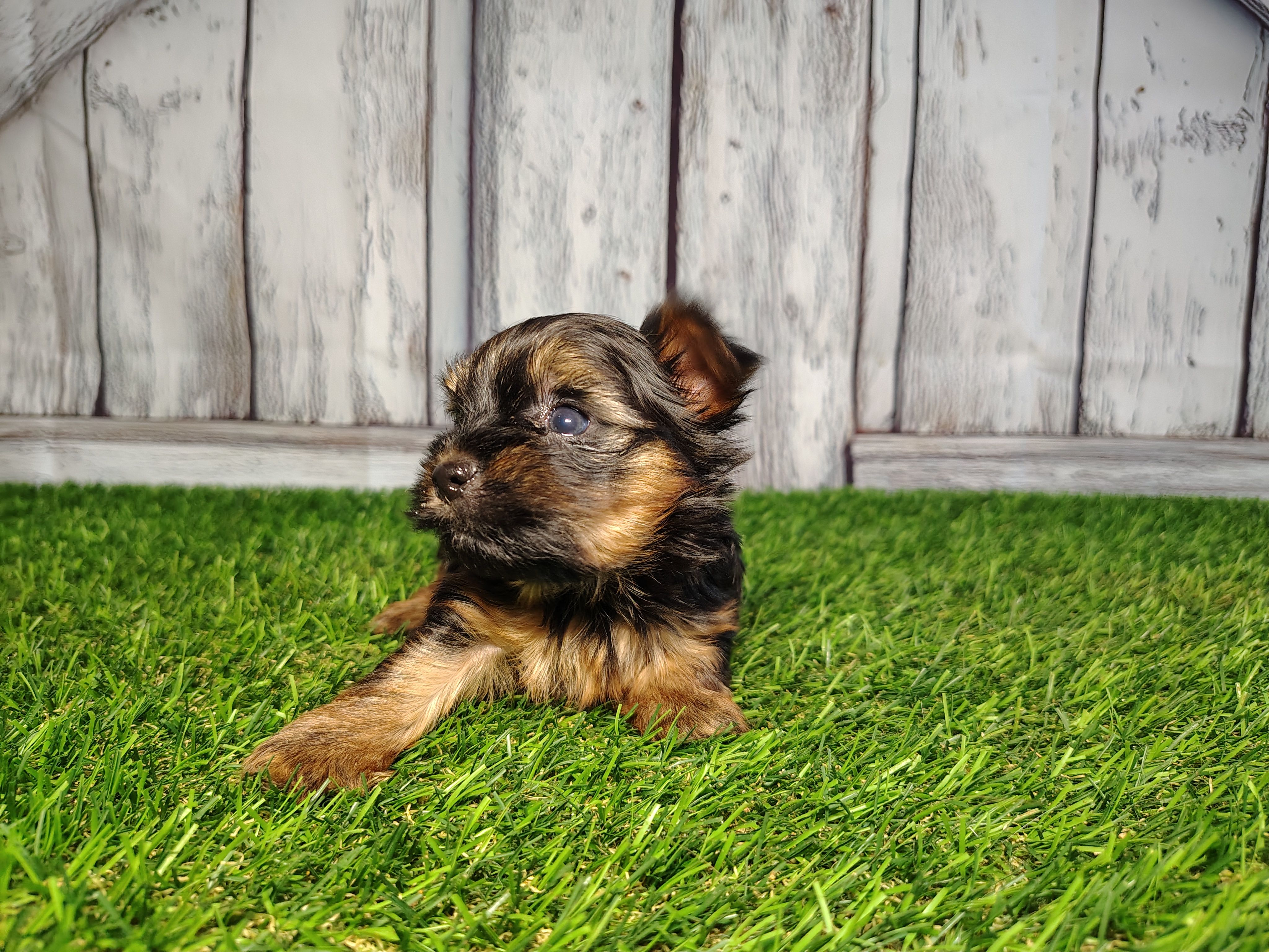 Veda – Yorkshire Terrier puppy for sale in Woodburn, IN