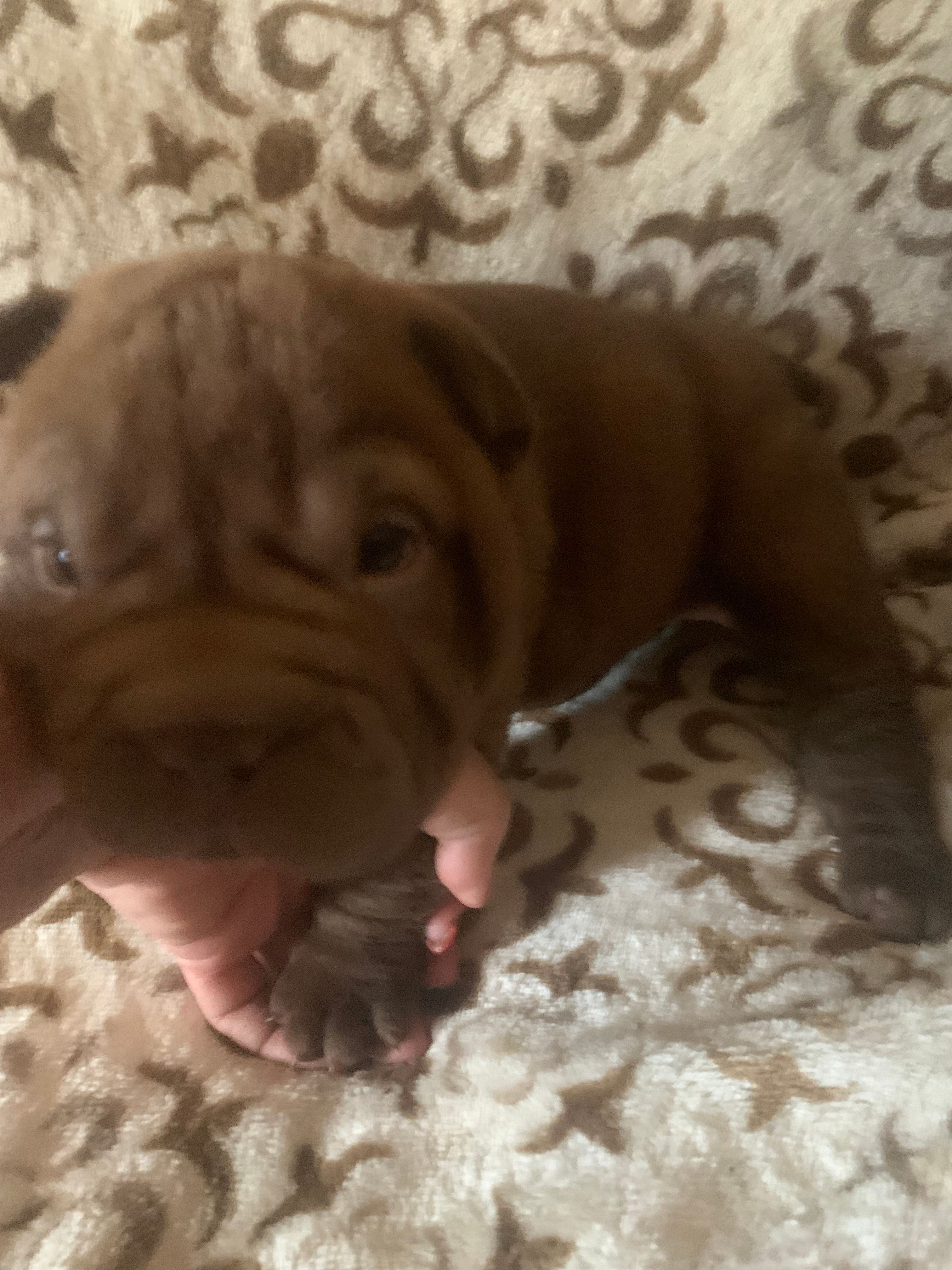Tiny toy girl  – Miniature Shar-Pei puppy for sale in Yuma, AZ