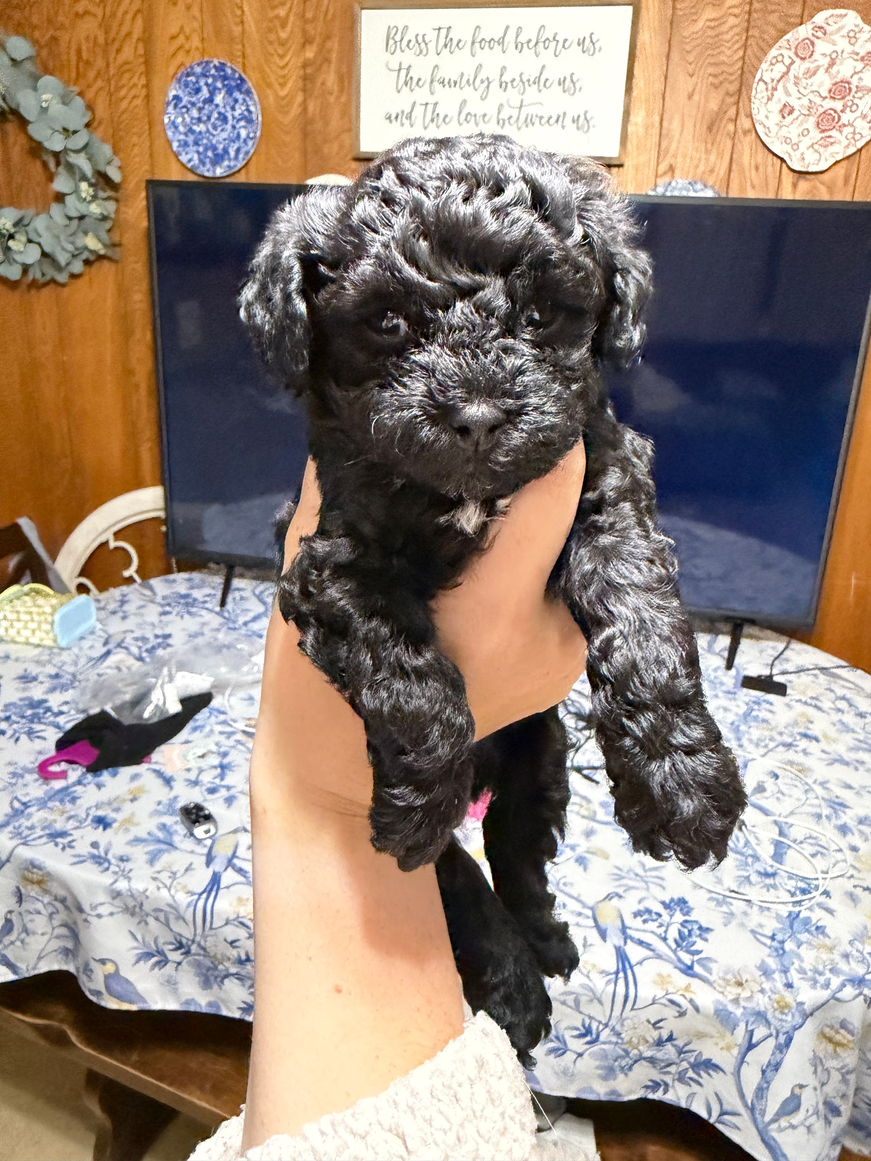 Tony – Poodle - Toy  puppy for sale in Nacogdoches, TX