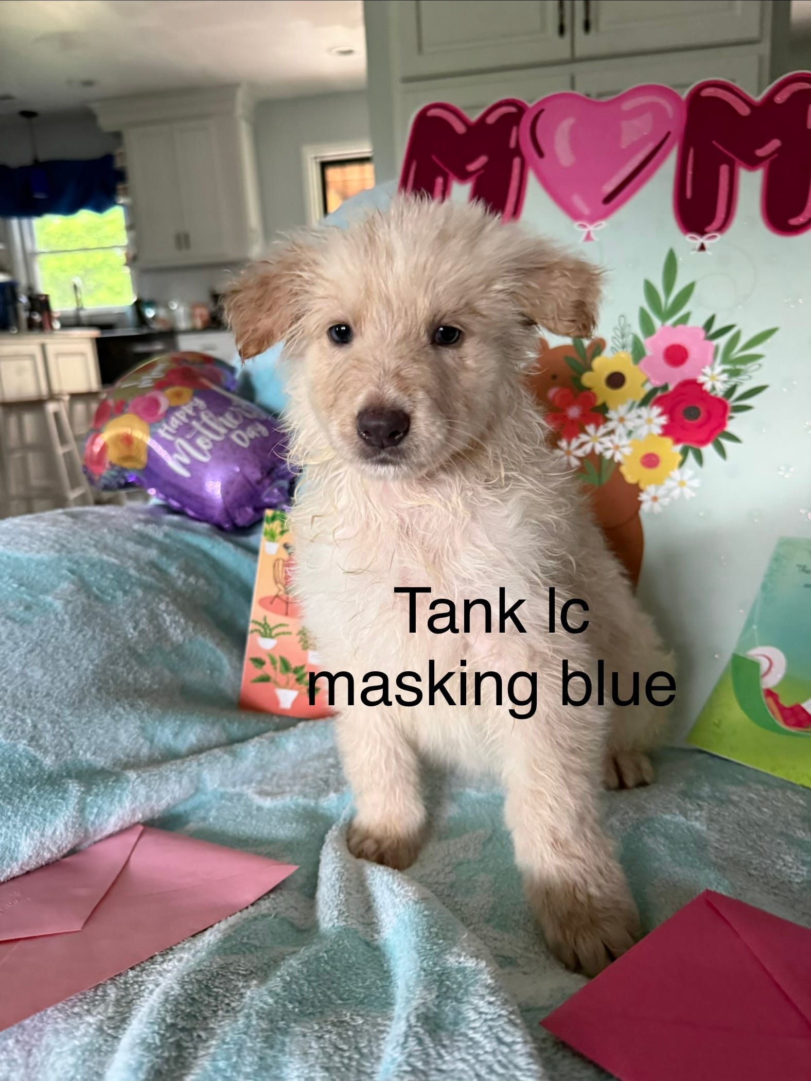 Tank  – German Shepherd Dog puppy for sale in Louisville, KY