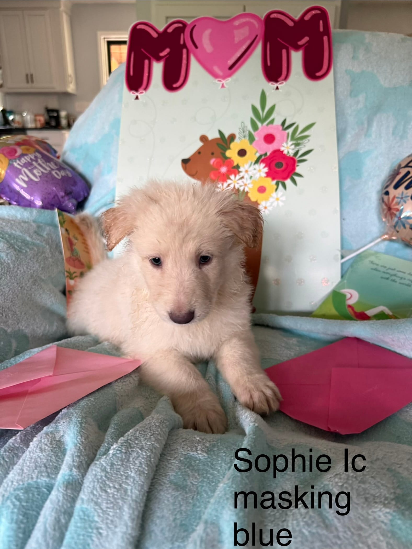 Sophie  – German Shepherd Dog puppy for sale in Louisville, KY
