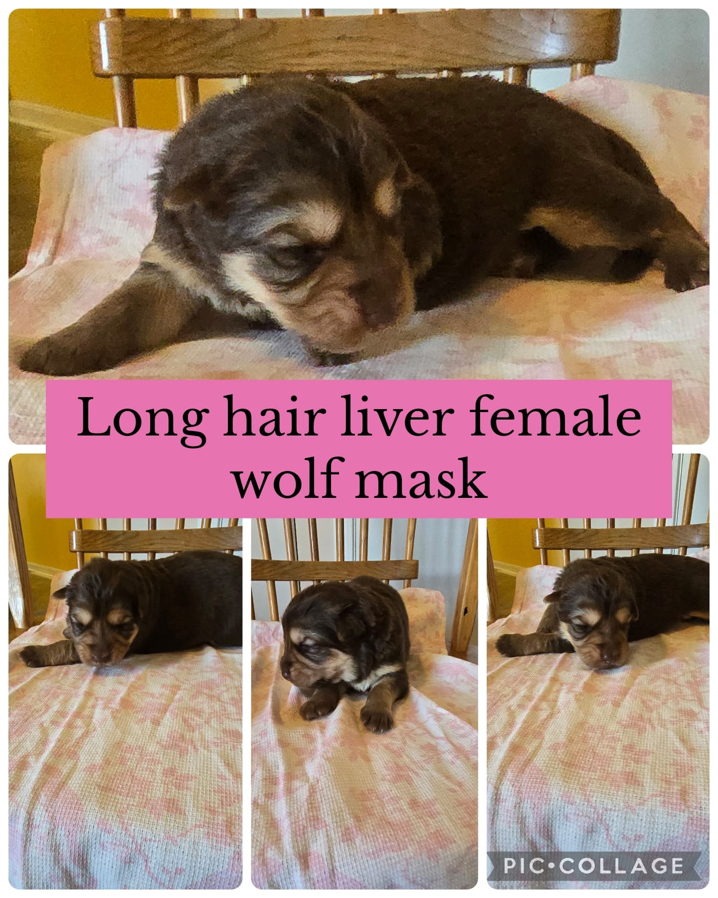 Lenell  – German Shepherd Dog puppy for sale in Louisville, KY