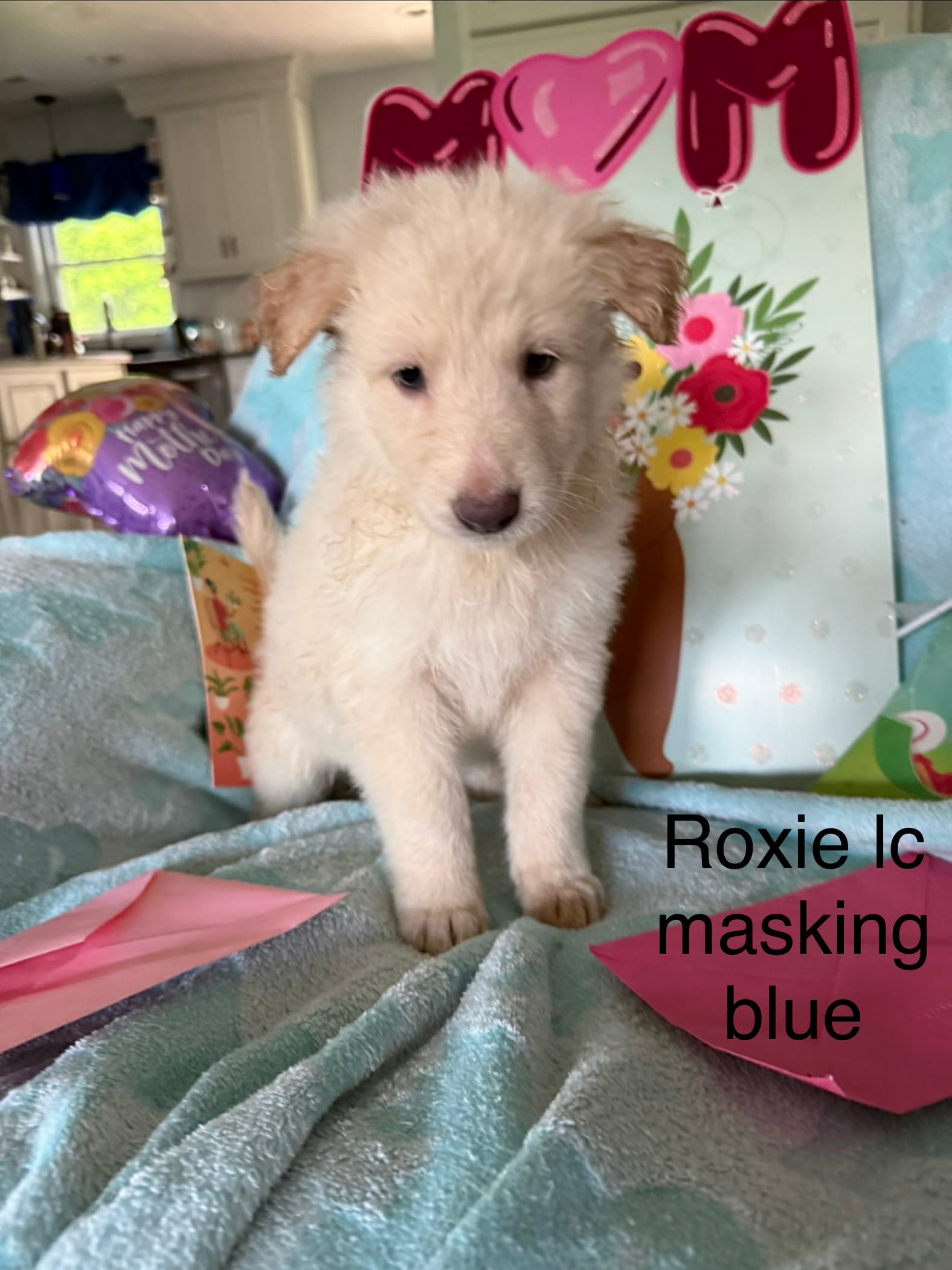 Roxie  – German Shepherd Dog puppy for sale in Louisville, KY