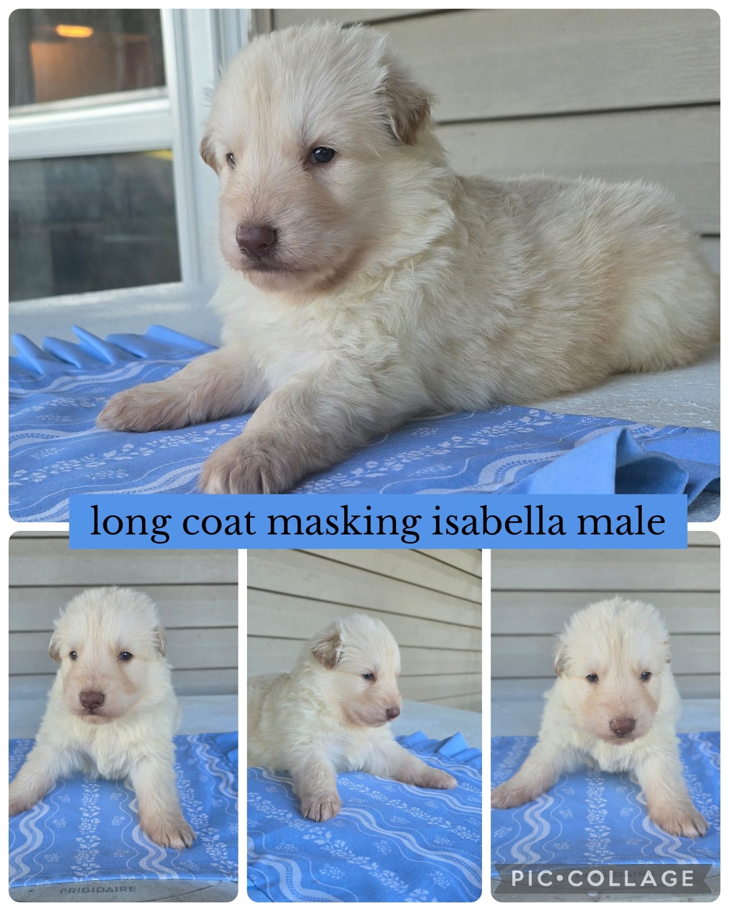 John D  – German Shepherd Dog puppy for sale in Louisville, KY