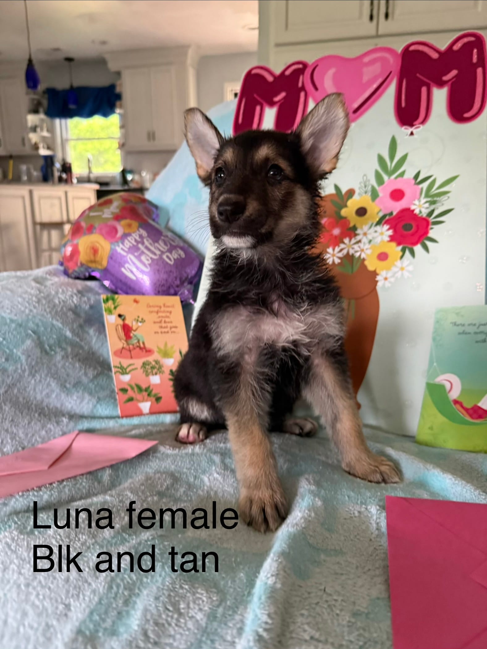 Luna  – German Shepherd Dog puppy for sale in Louisville, KY