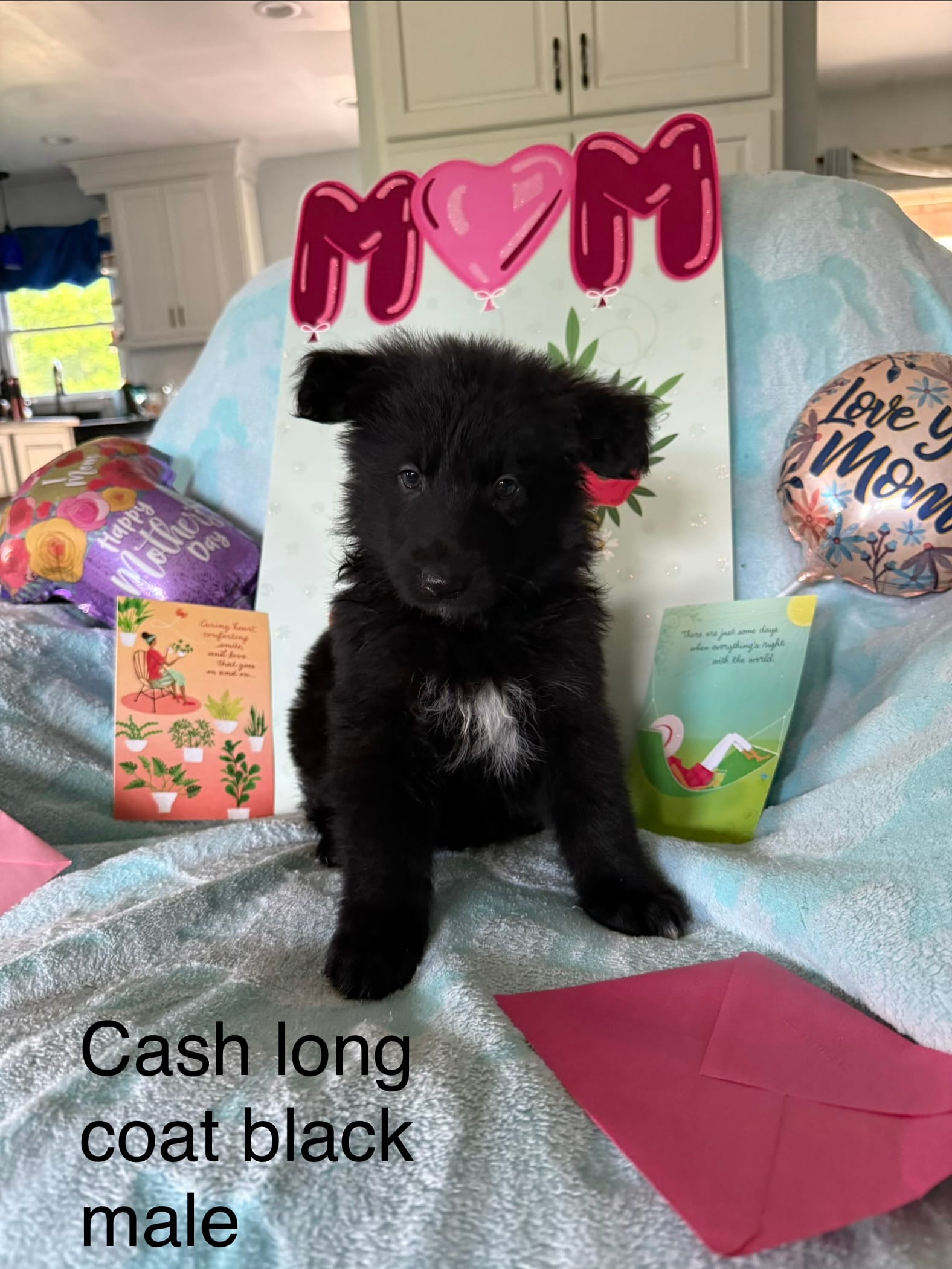Cash  – German Shepherd Dog puppy for sale in Louisville, KY