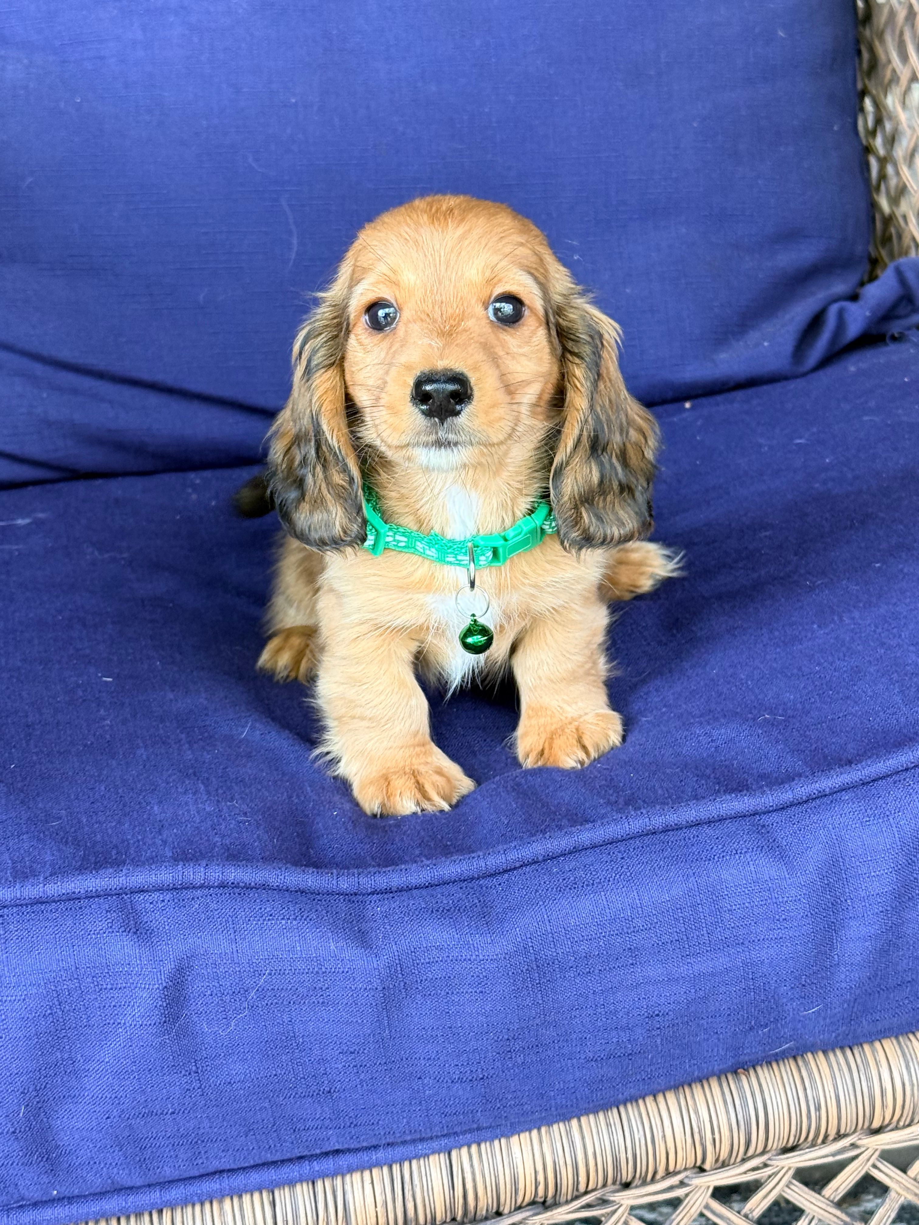 🩵Walter” – Miniature Dachshund puppy for sale in Plum, PA