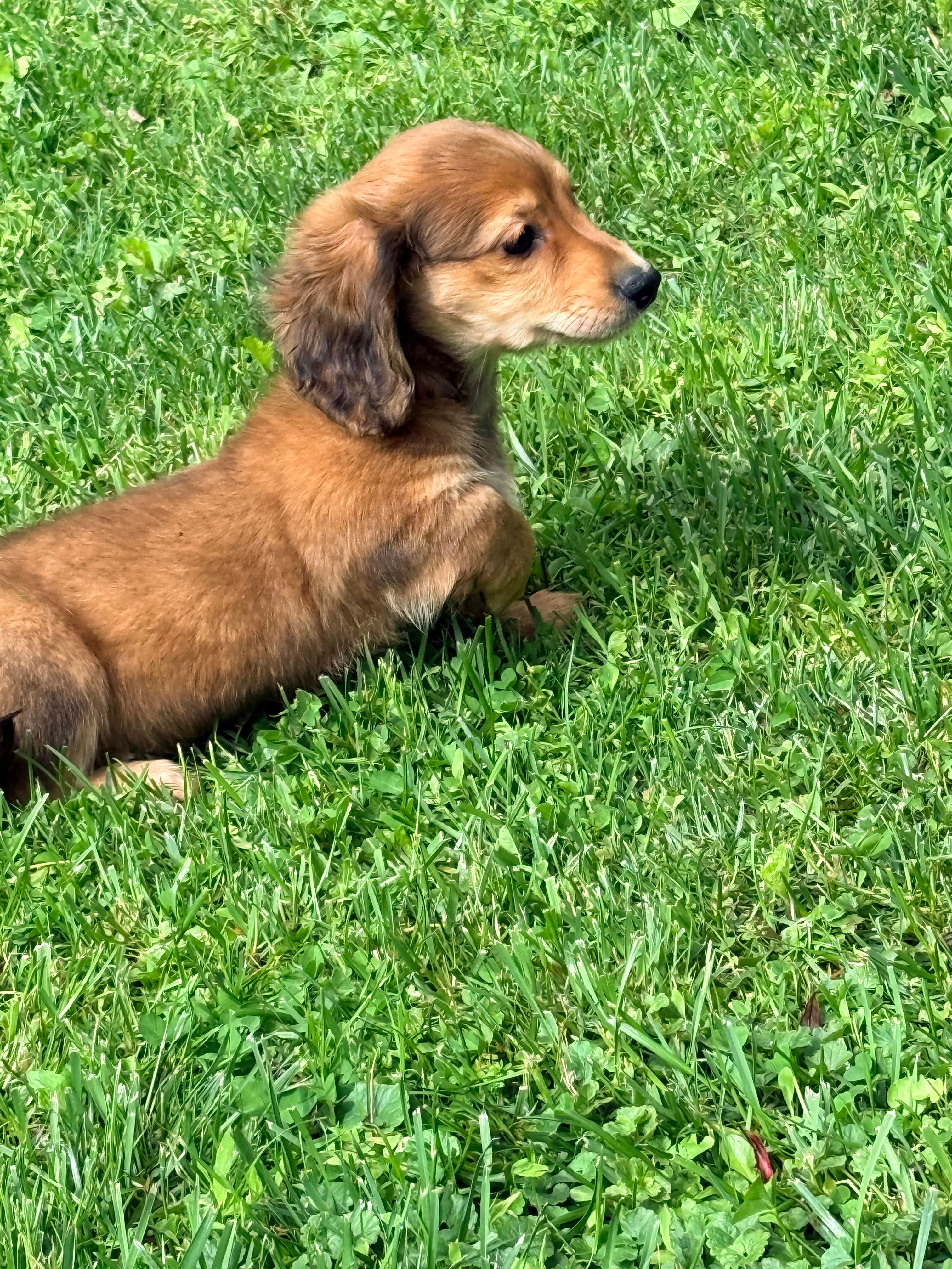 🩷Emmy🩷 – Miniature Dachshund puppy for sale in Plum, PA