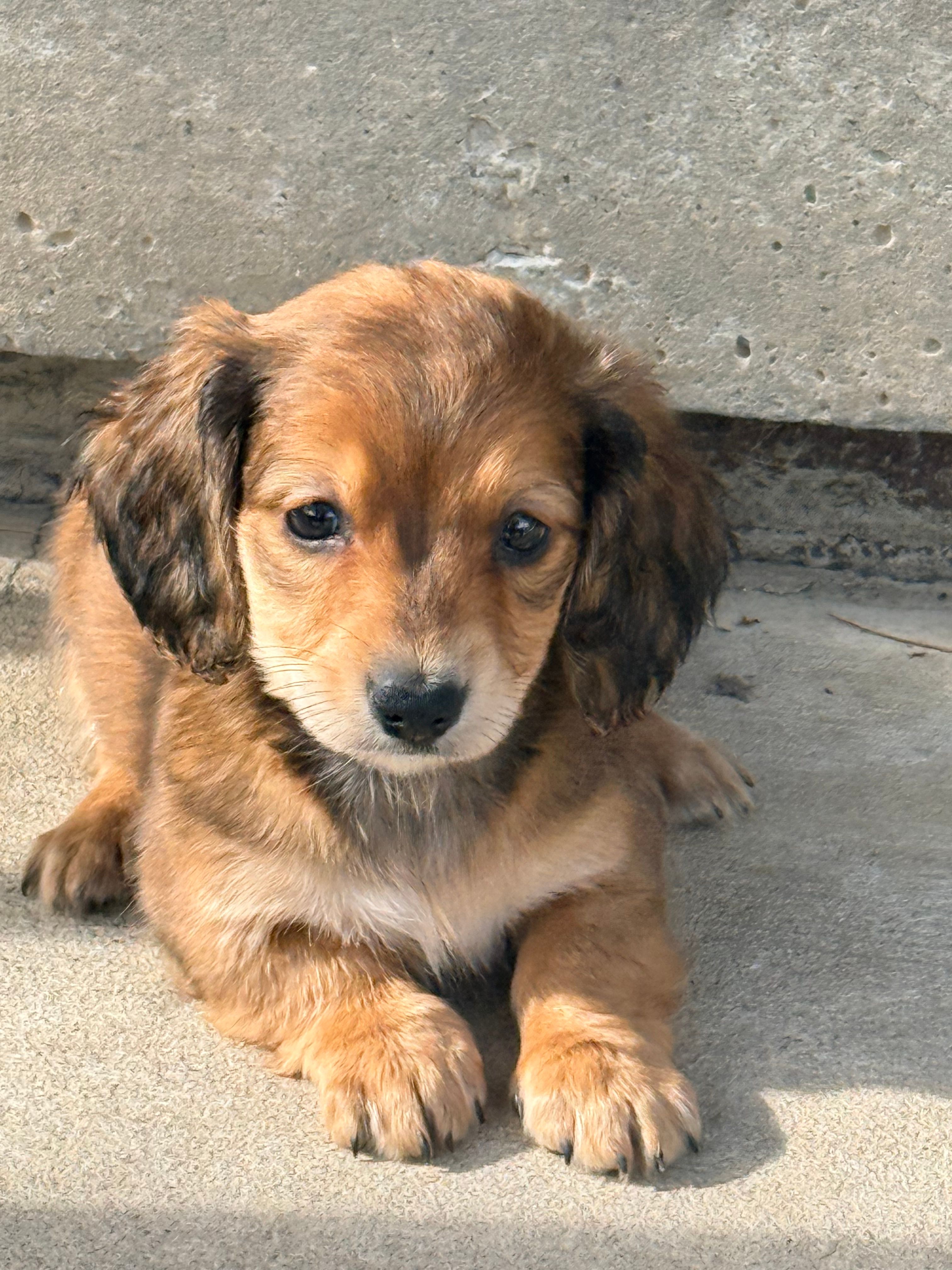 🩷Emmy🩷 – Miniature Dachshund puppy for sale in Plum, PA