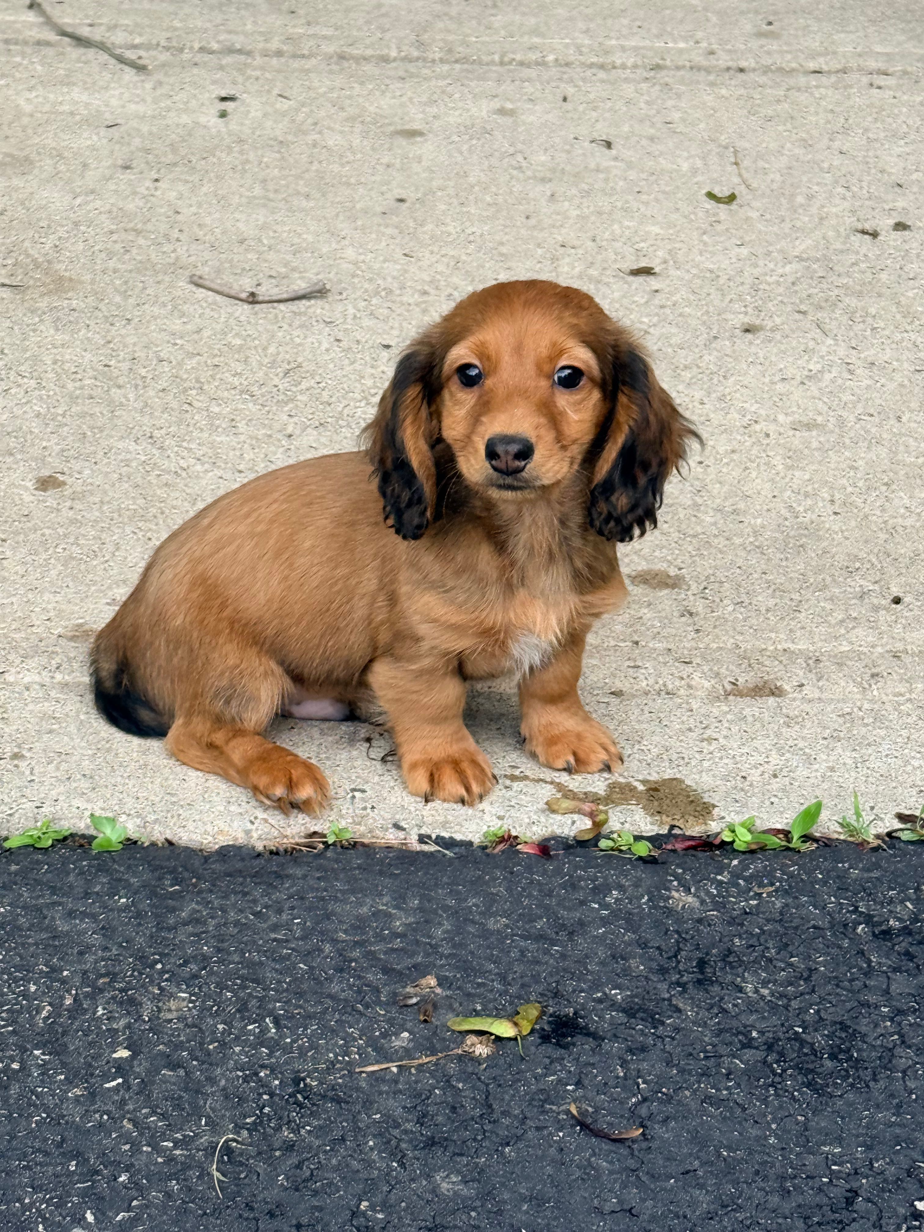 💙Oscar💙 – Miniature Dachshund puppy for sale in Plum, PA