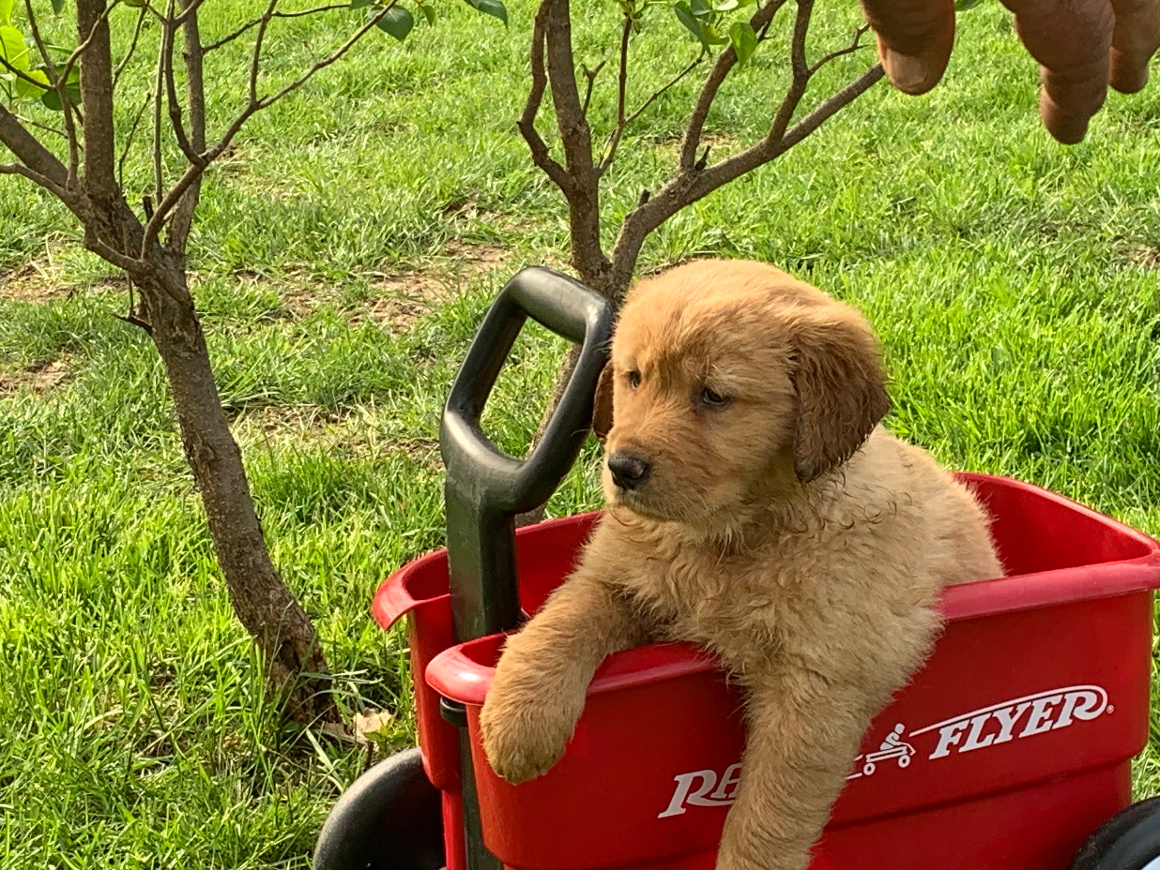 Gracie – Golden Retriever puppy for sale in Hazel Green, WI