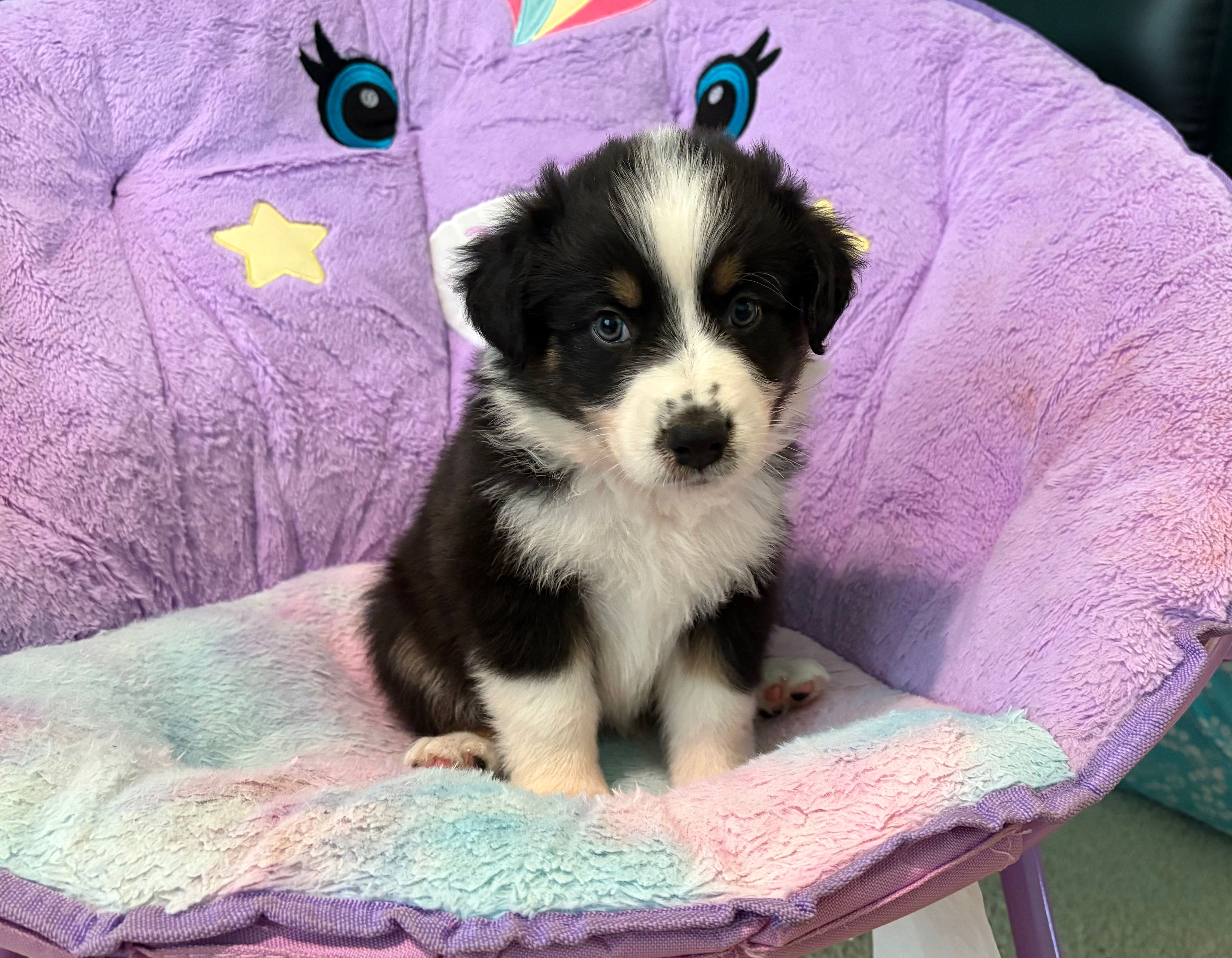 Rookie  – Australian Shepherd puppy for sale in Jefferson, GA