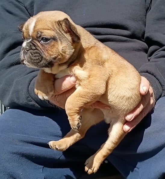 Dallas – Boston Terrier, French Bulldog puppy for sale in Troy, NC