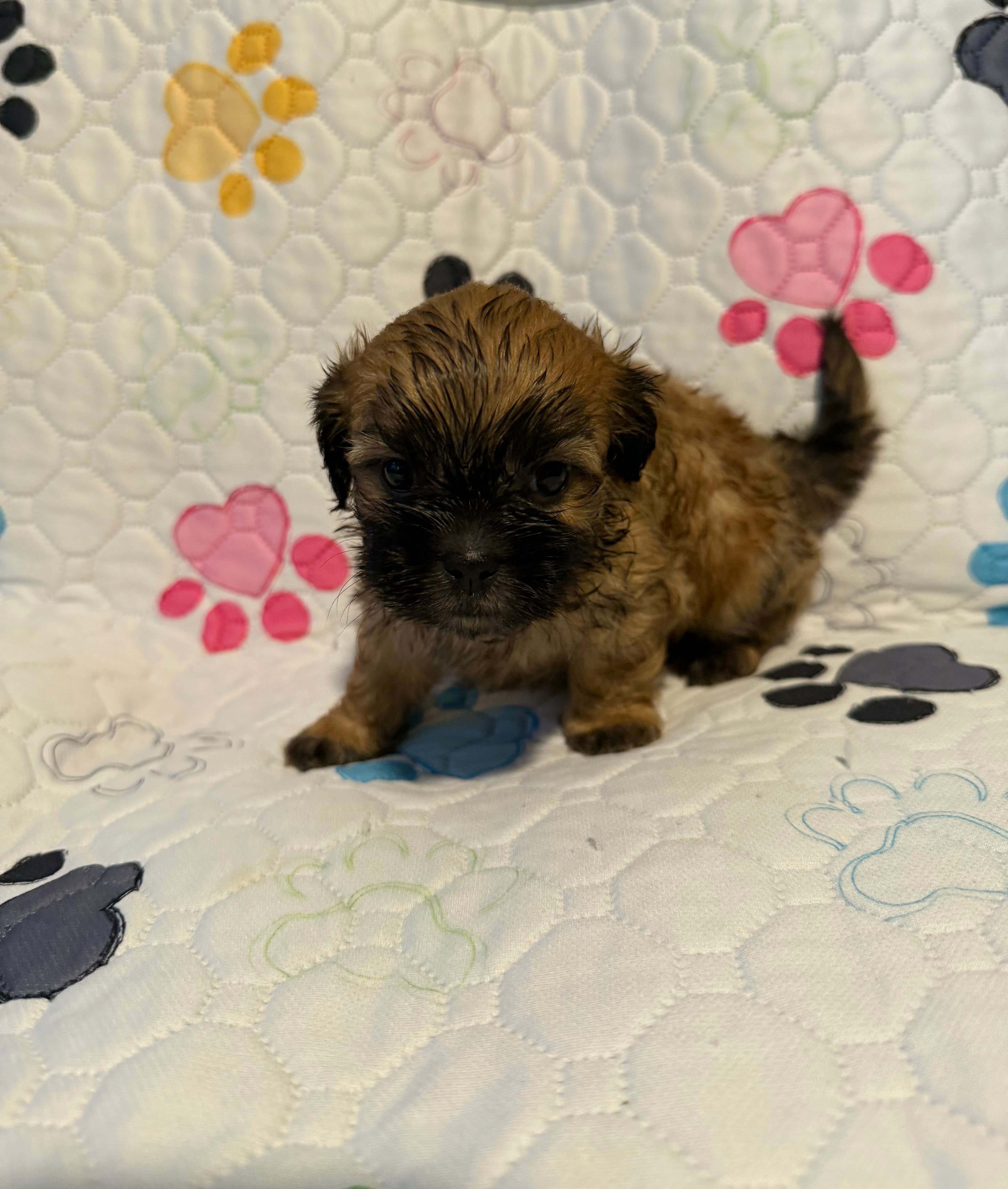 Brown female – Shih Tzu, Mal Shi puppy for sale in Leeds, AL