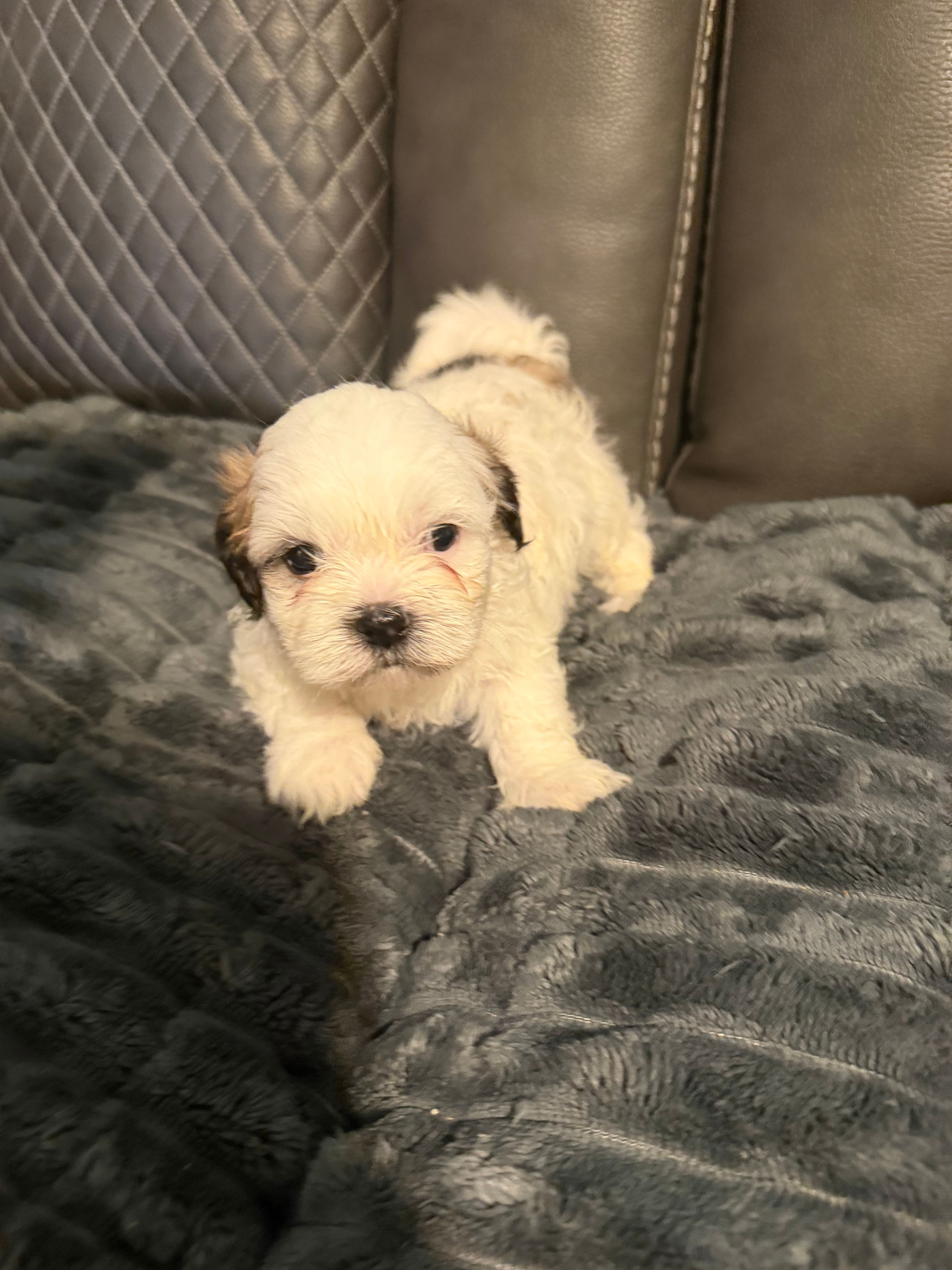 Tri color male – Shih Tzu, Mal Shi puppy for sale in Leeds, AL