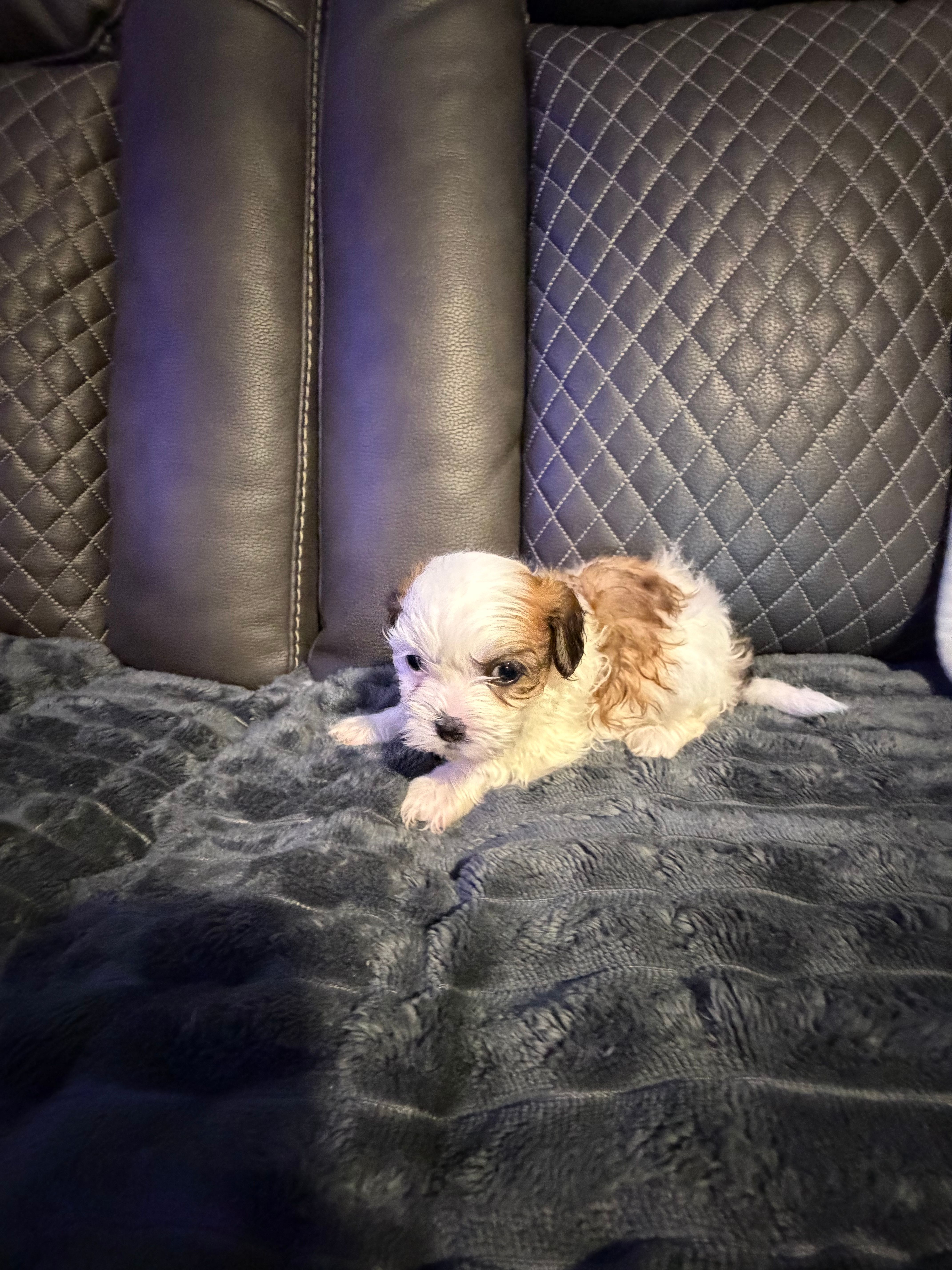 Tri-color female – Shih Tzu, Mal Shi puppy for sale in Leeds, AL
