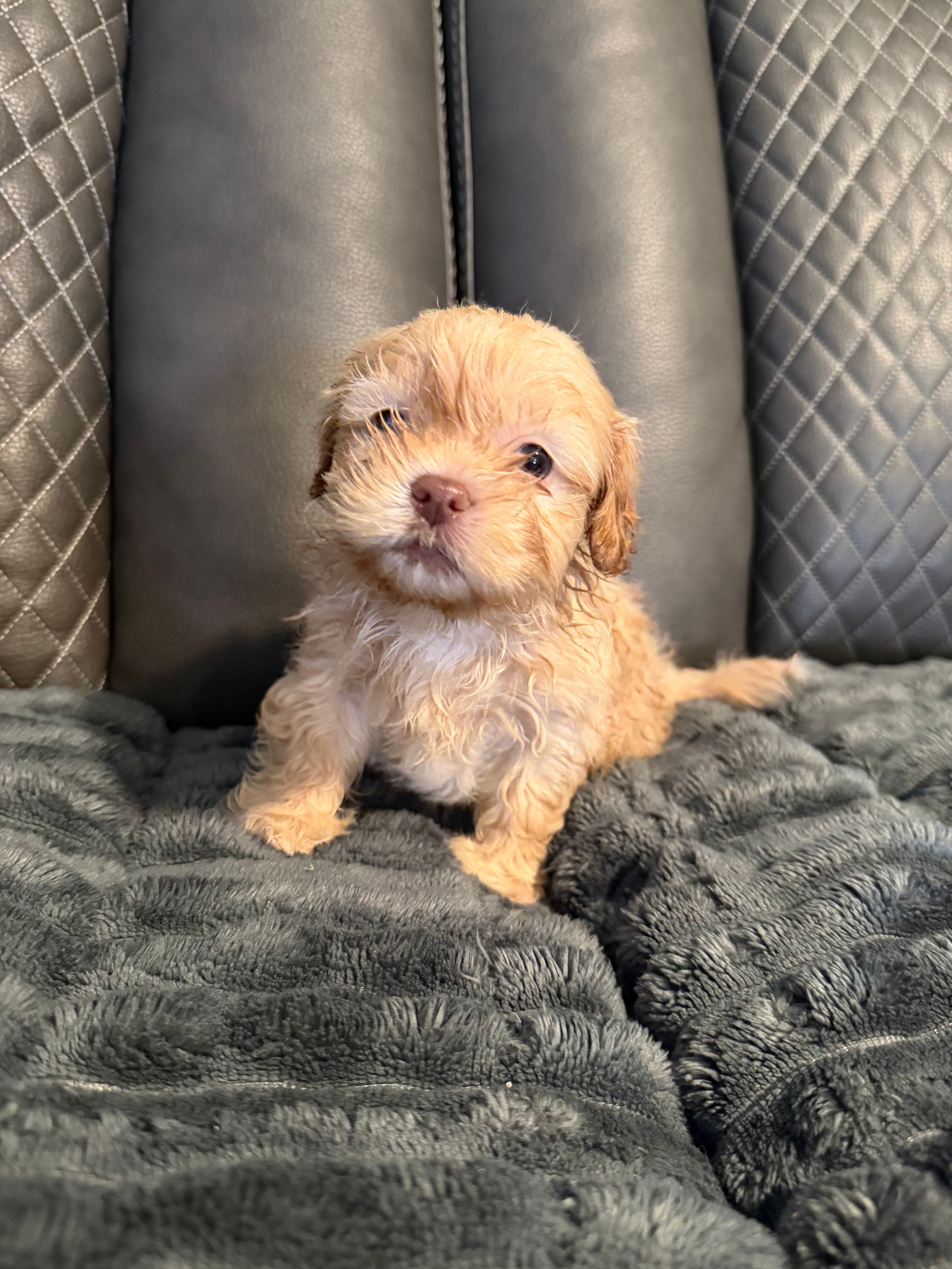 Champagne female – Shih Tzu, Mal Shi puppy for sale in Leeds, AL