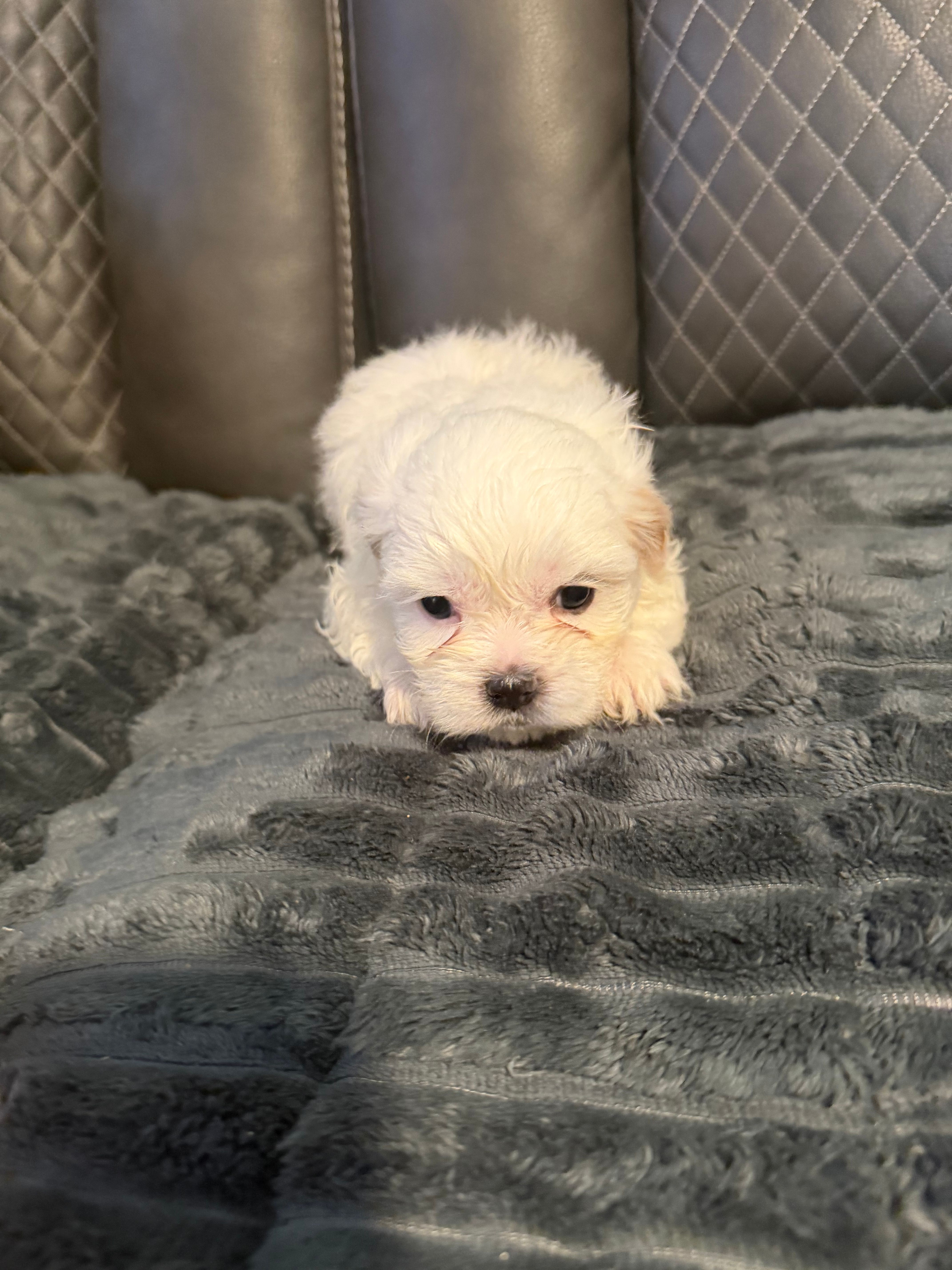 All white tan ears – Shih Tzu, Mal Shi puppy for sale in Leeds, AL