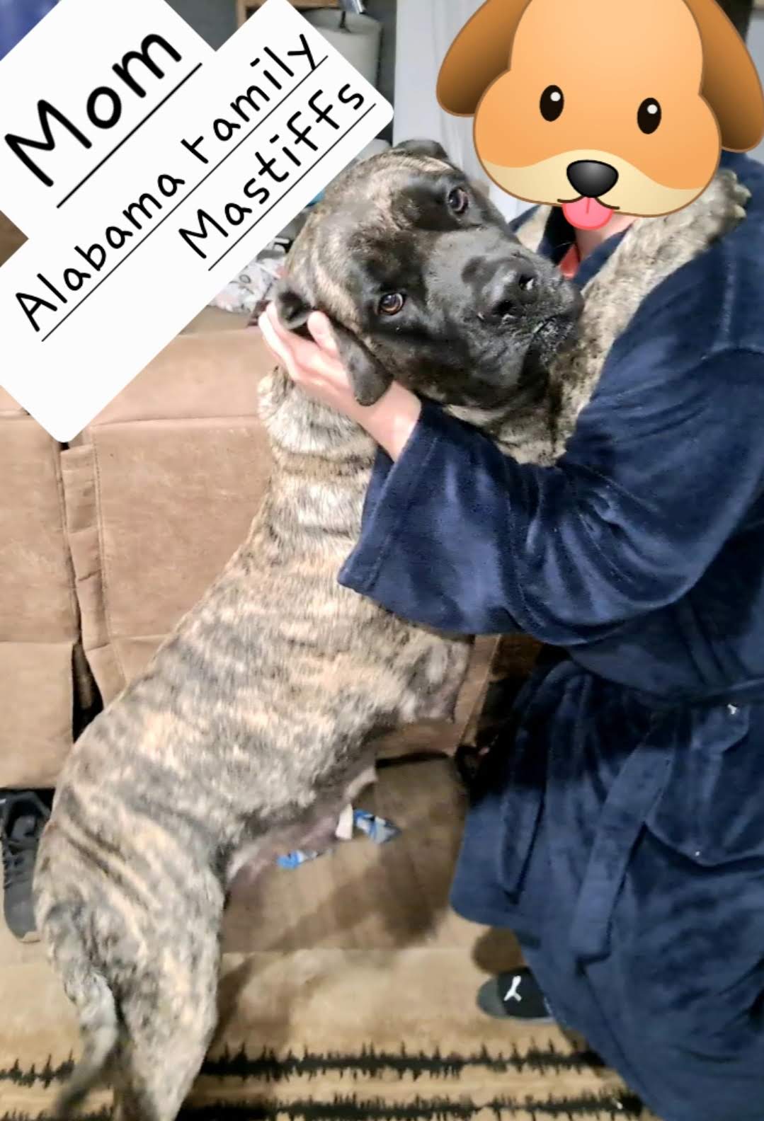 Shelby – English Mastiff puppy for sale in Newton, AL
