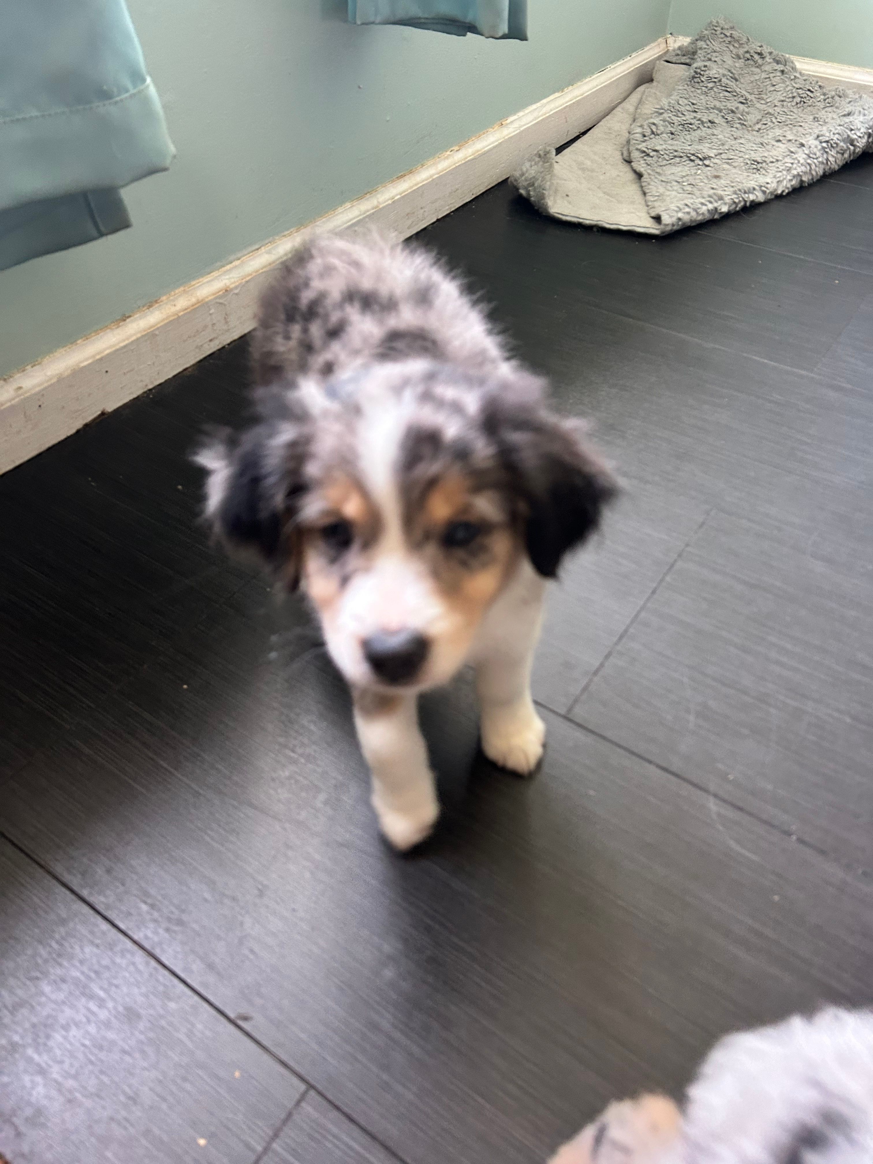 Scooter – Miniature Australian Shepherd puppy for sale in Lexington, SC