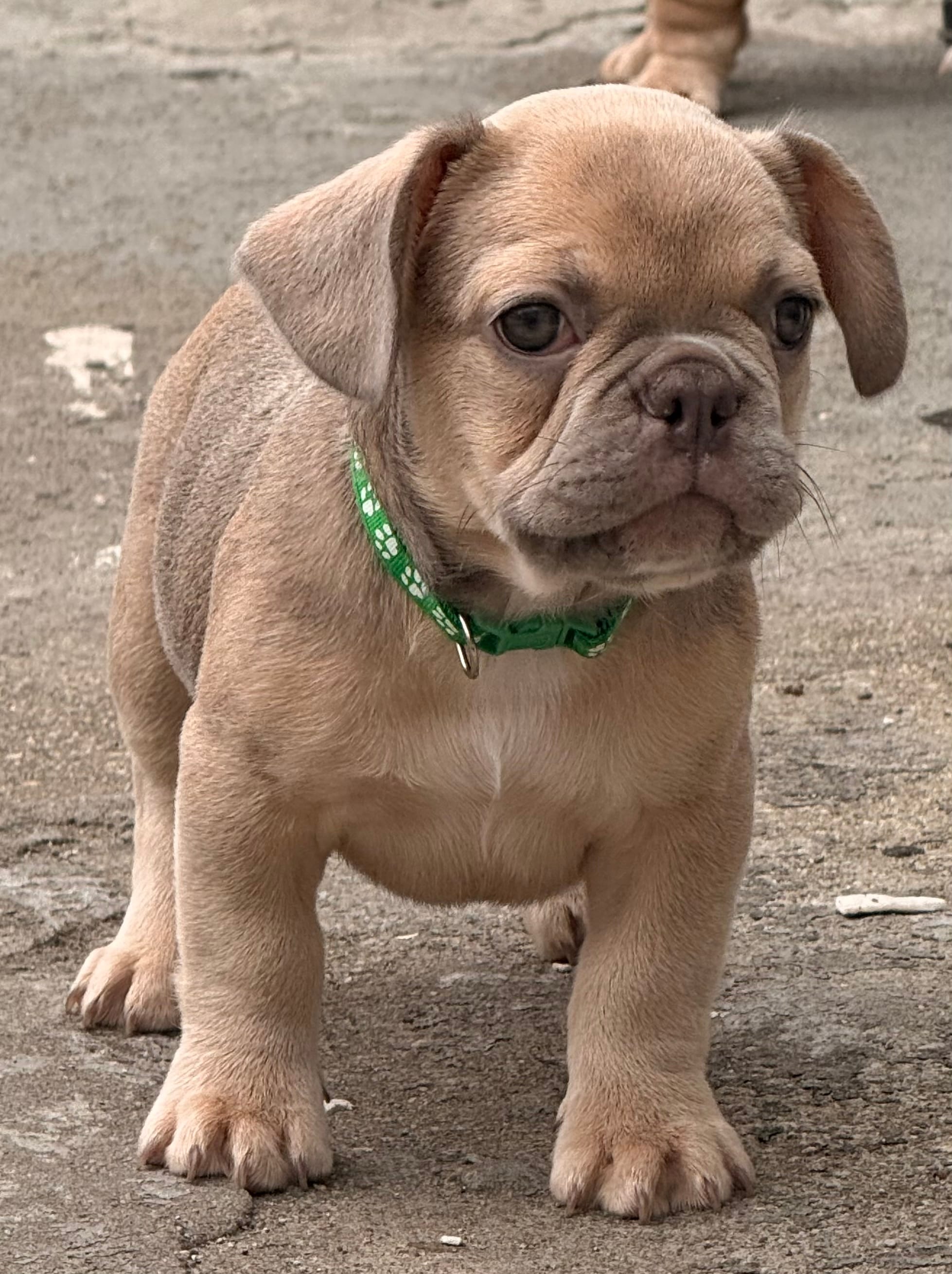 Jack Daniels – French Bulldog puppy for sale in Brooklyn, NY