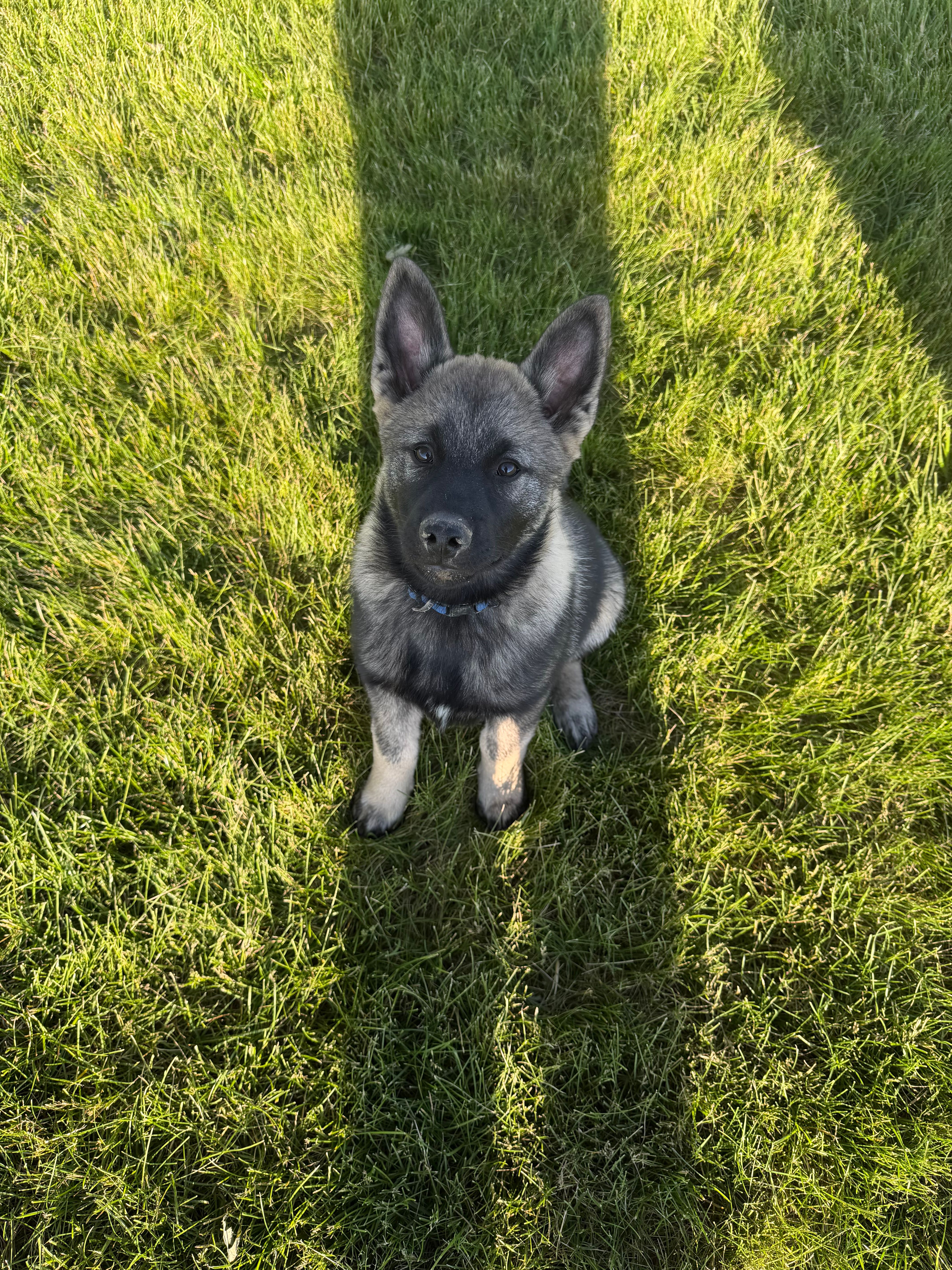 Runty – Norwegian Elkhound puppy for sale in Amboy, IN