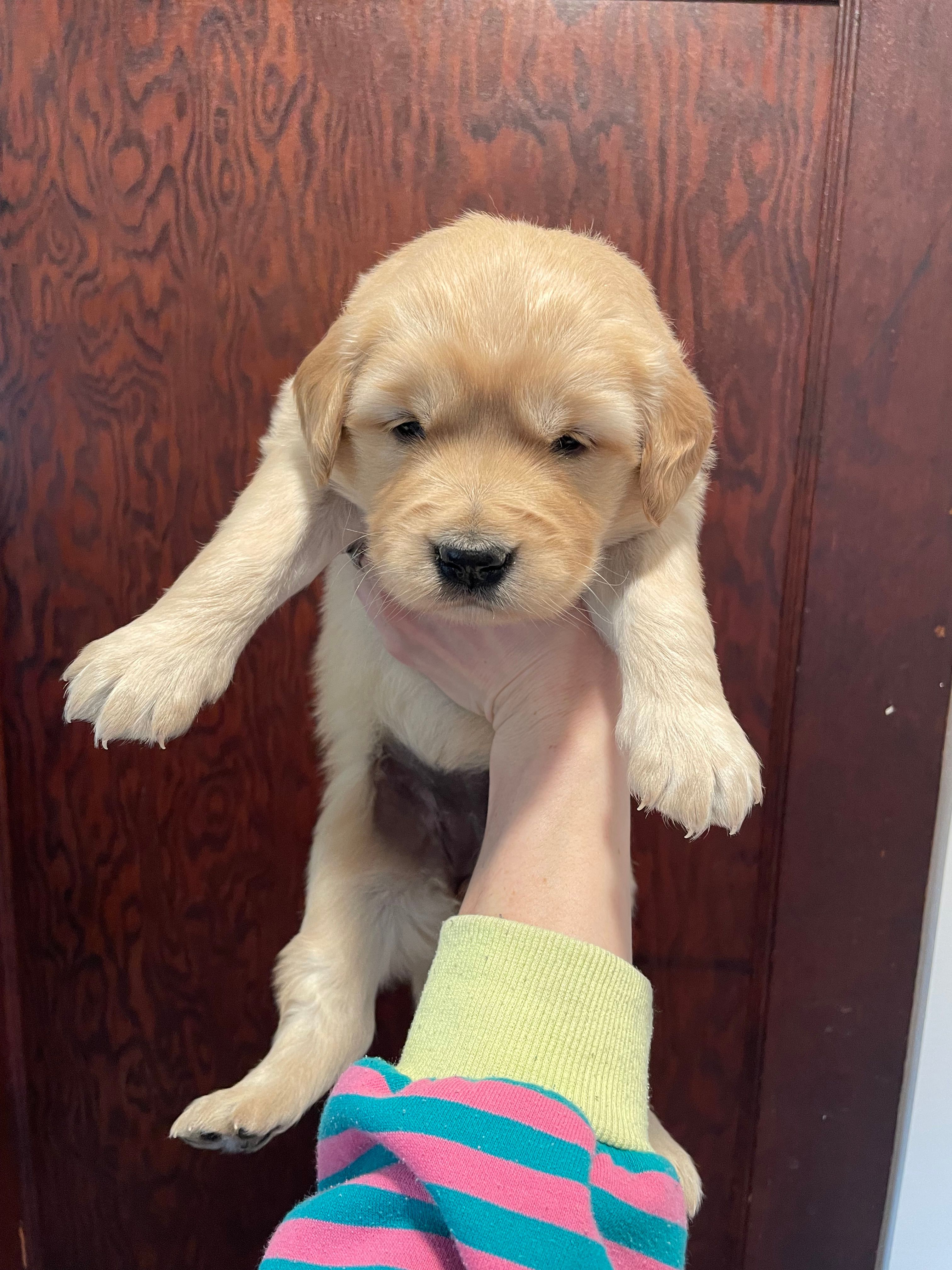 Sofie  – Golden Retriever puppy for sale in Cassopolis, MI