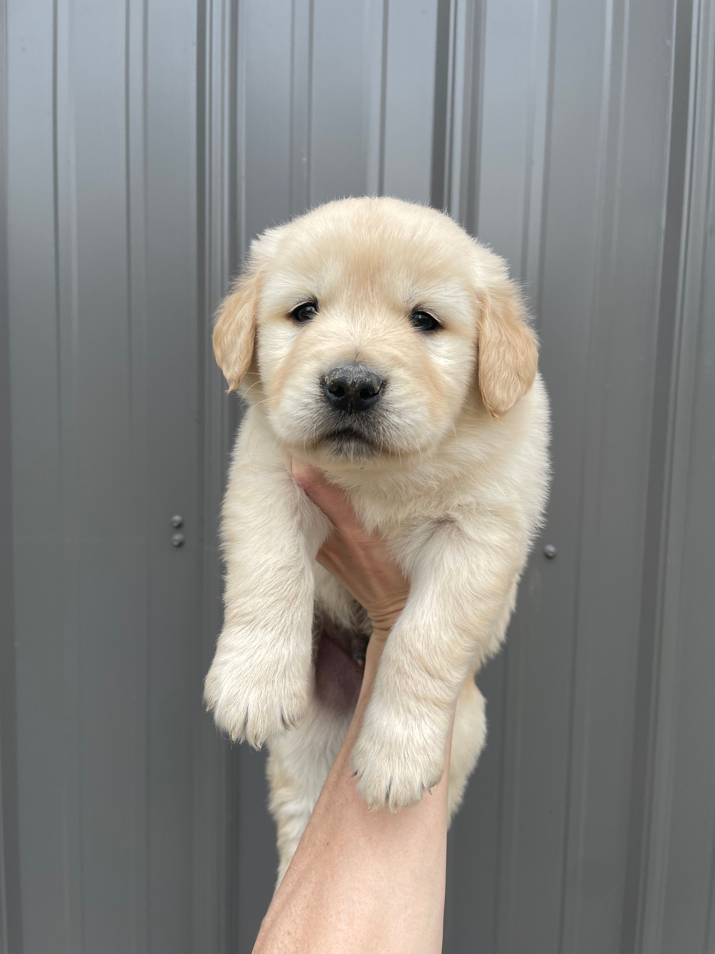 Hunter  – Golden Retriever puppy for sale in Cassopolis, MI