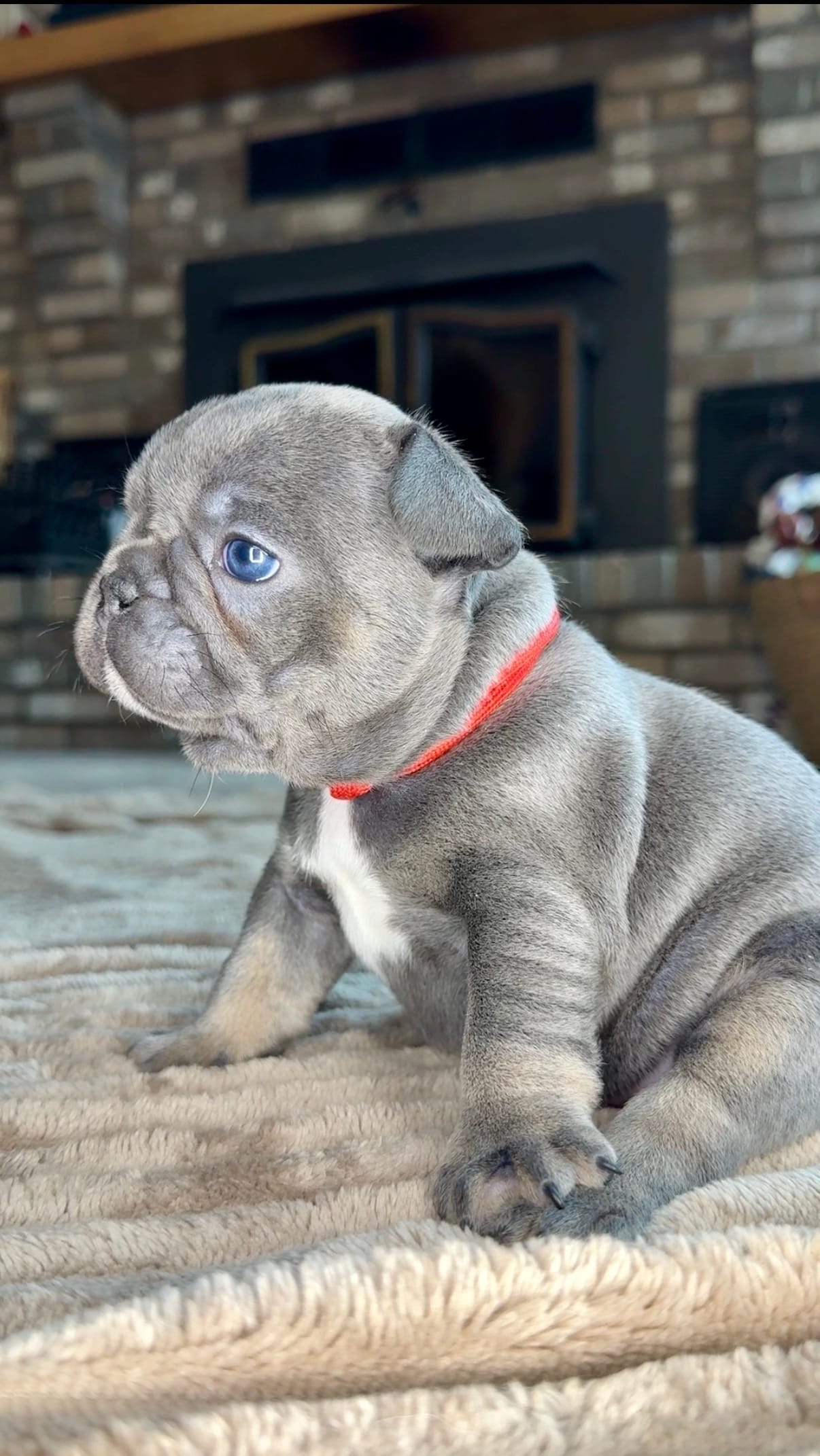 Birdie – French Bulldog puppy for sale in Mosca, CO