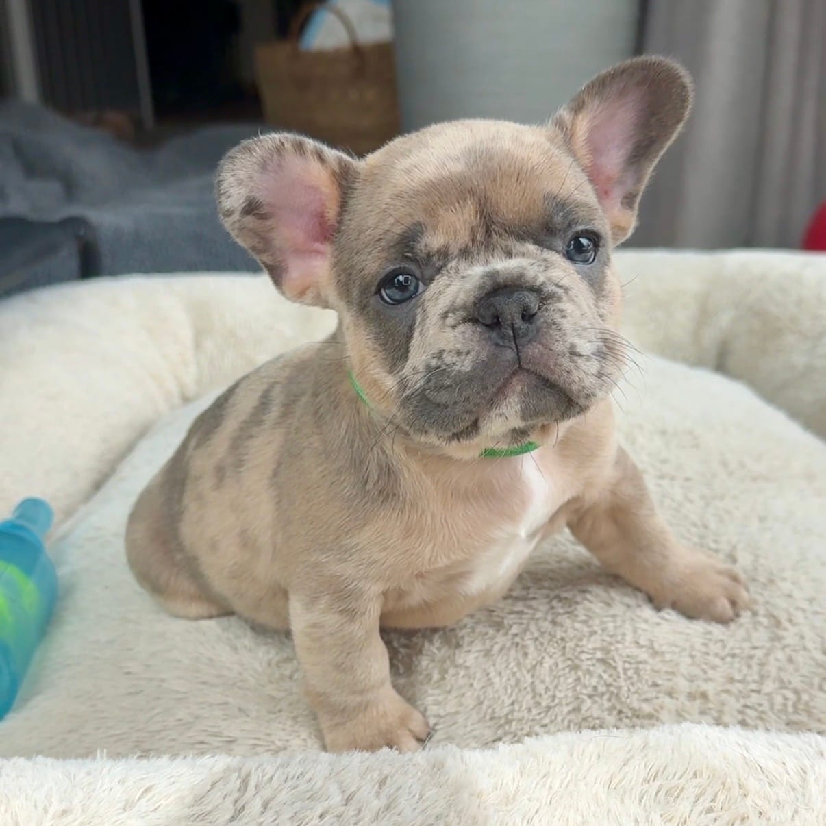 Sprout – French Bulldog puppy for sale in Mosca, CO