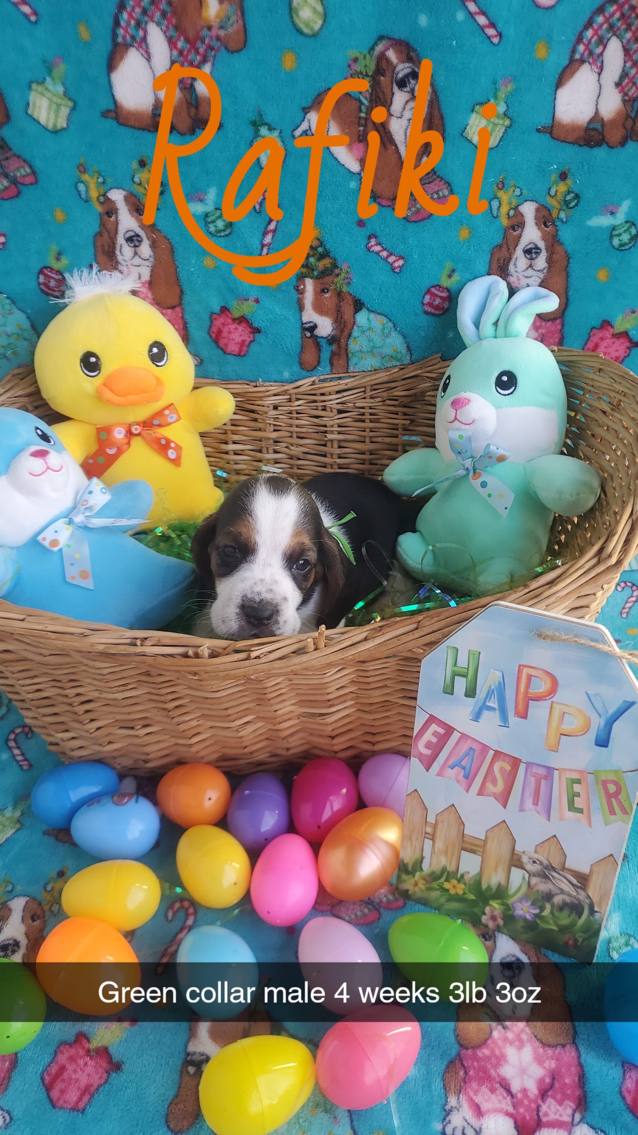 Rafiki  – Basset Hound puppy for sale in Summersville, MO