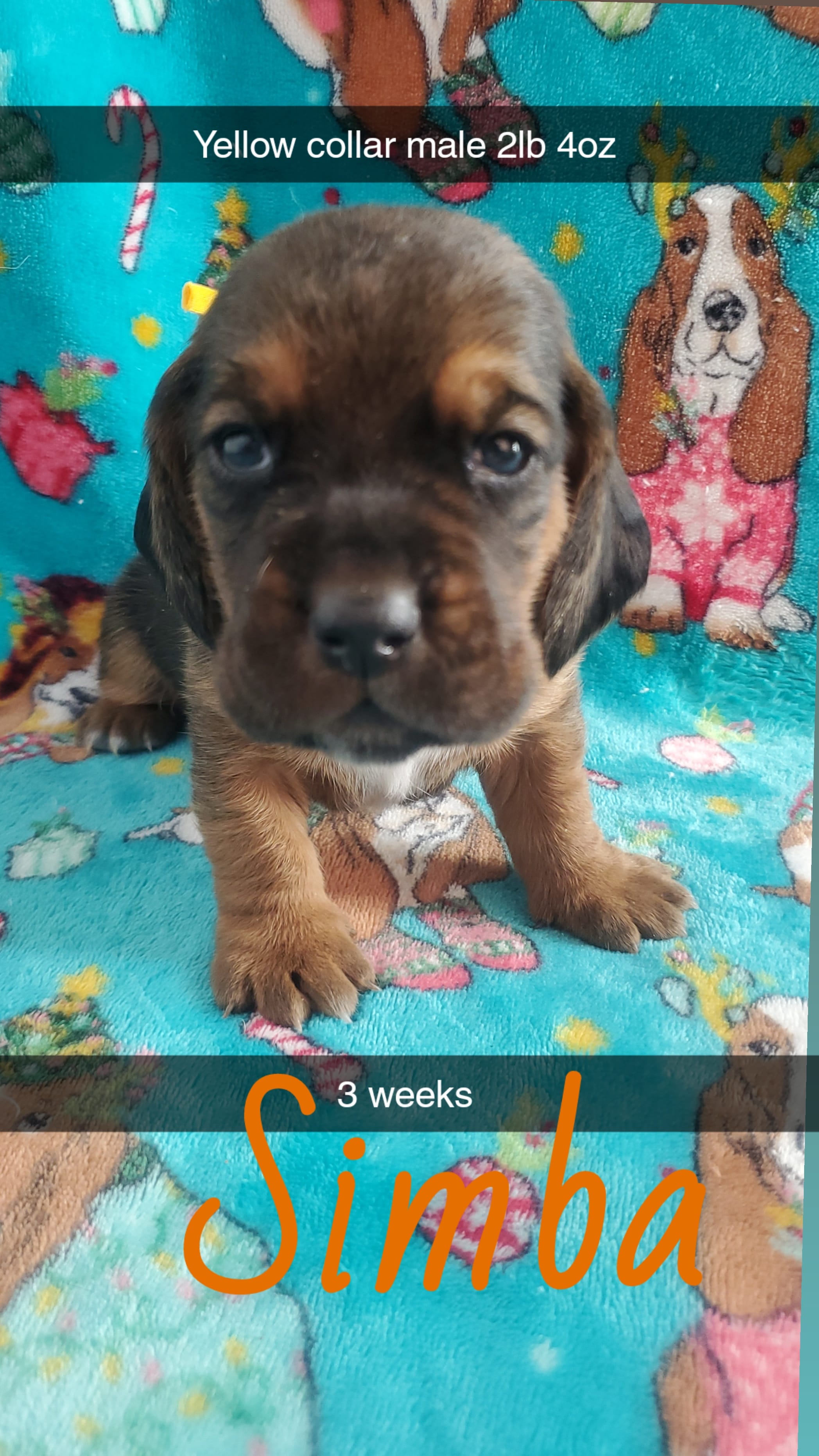 Simba – Basset Hound puppy for sale in Summersville, MO