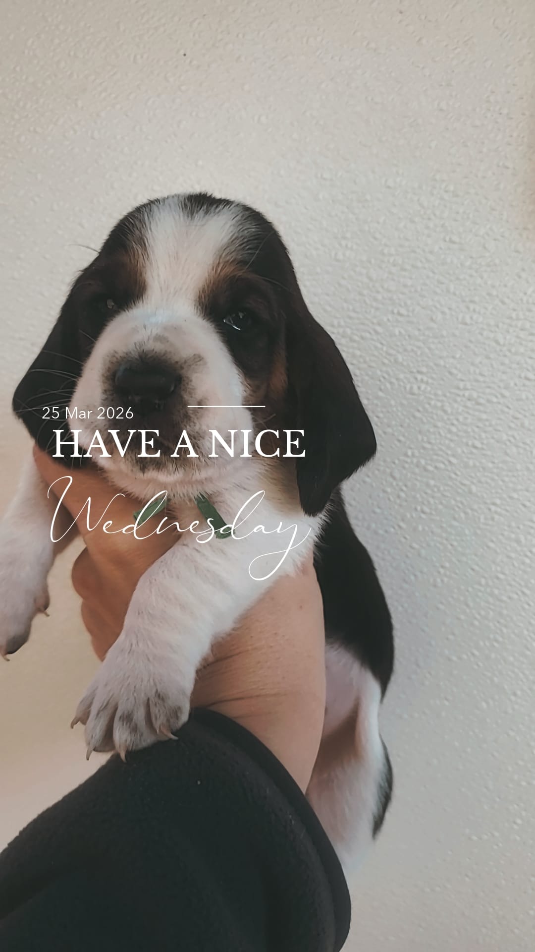 Rafiki  – Basset Hound puppy for sale in Summersville, MO