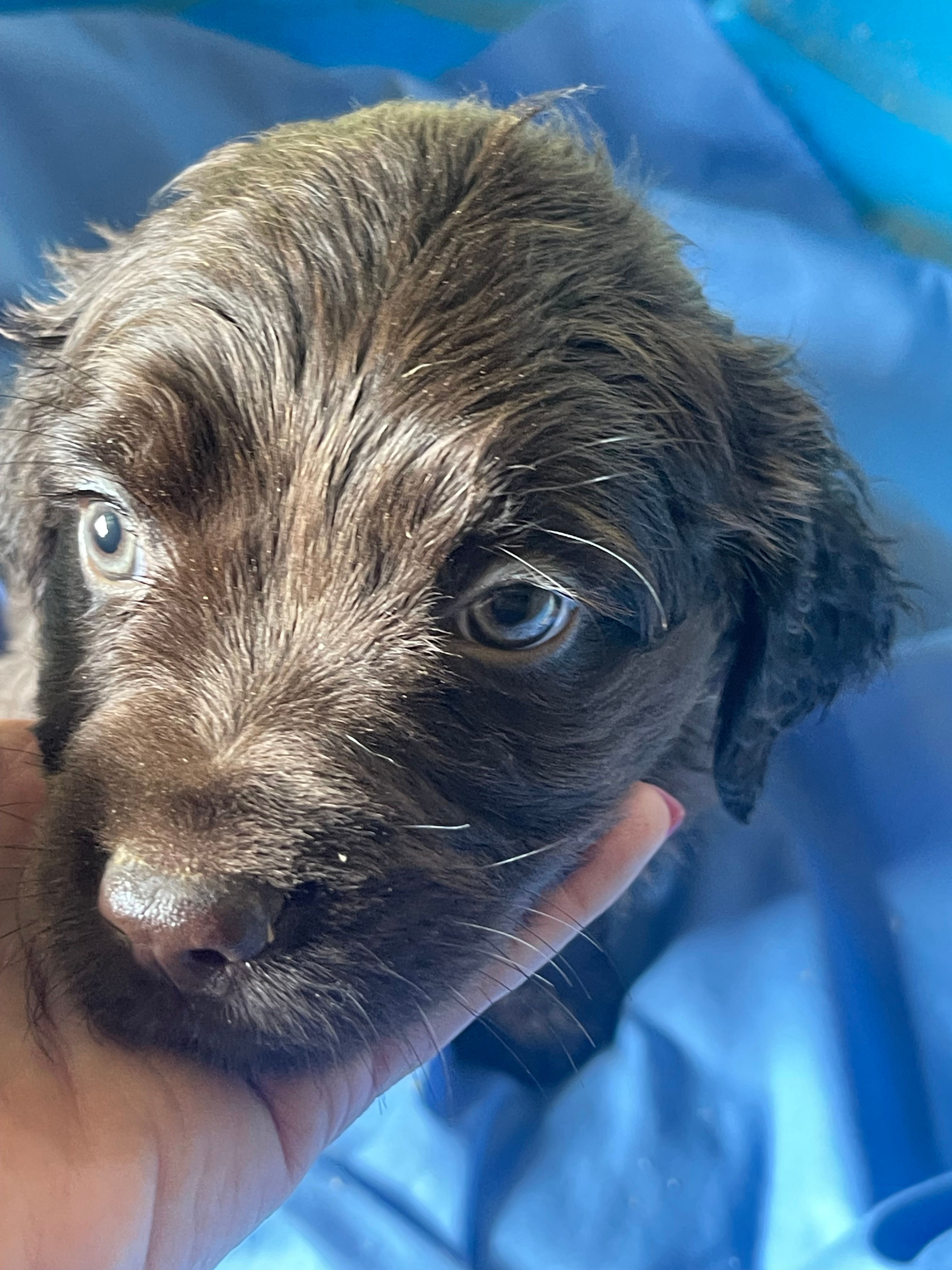 red male – Boykin Spaniel puppy for sale in Fyffe, AL