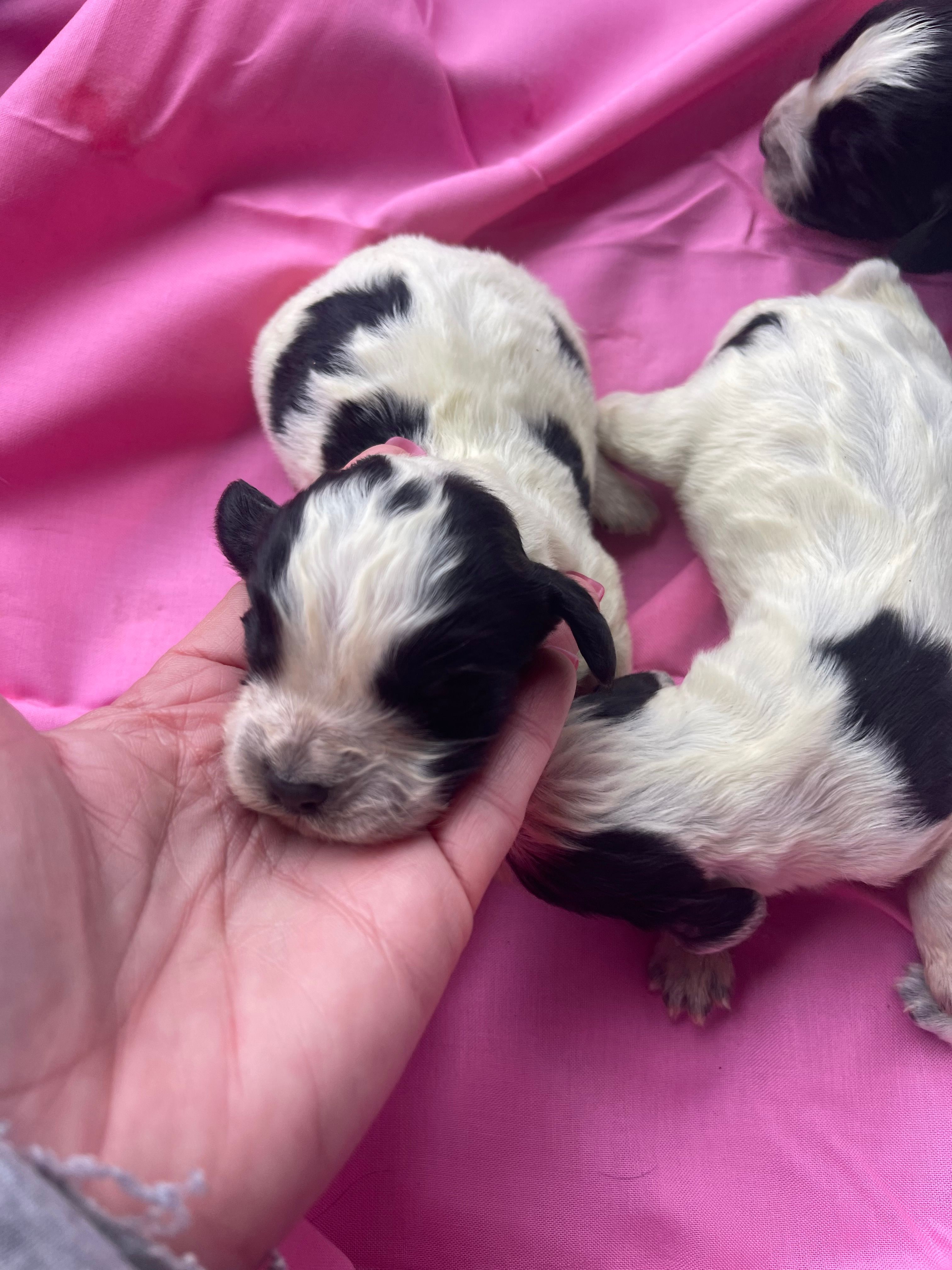 Blue Roan Female  – English Cocker Spaniel puppy for sale in Fyffe, AL