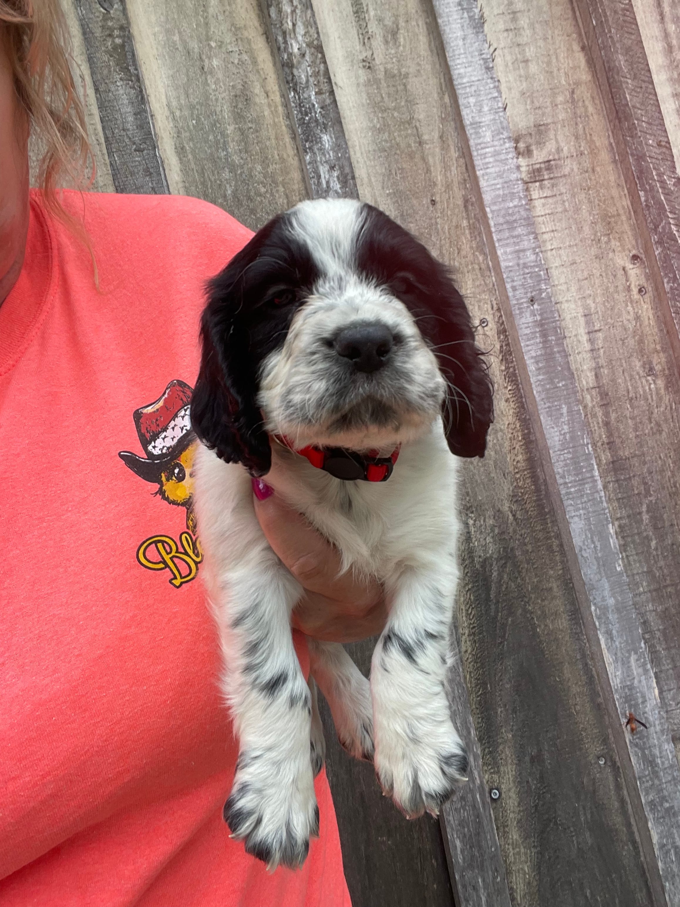 Red Male – English Cocker Spaniel puppy for sale in Fyffe, AL