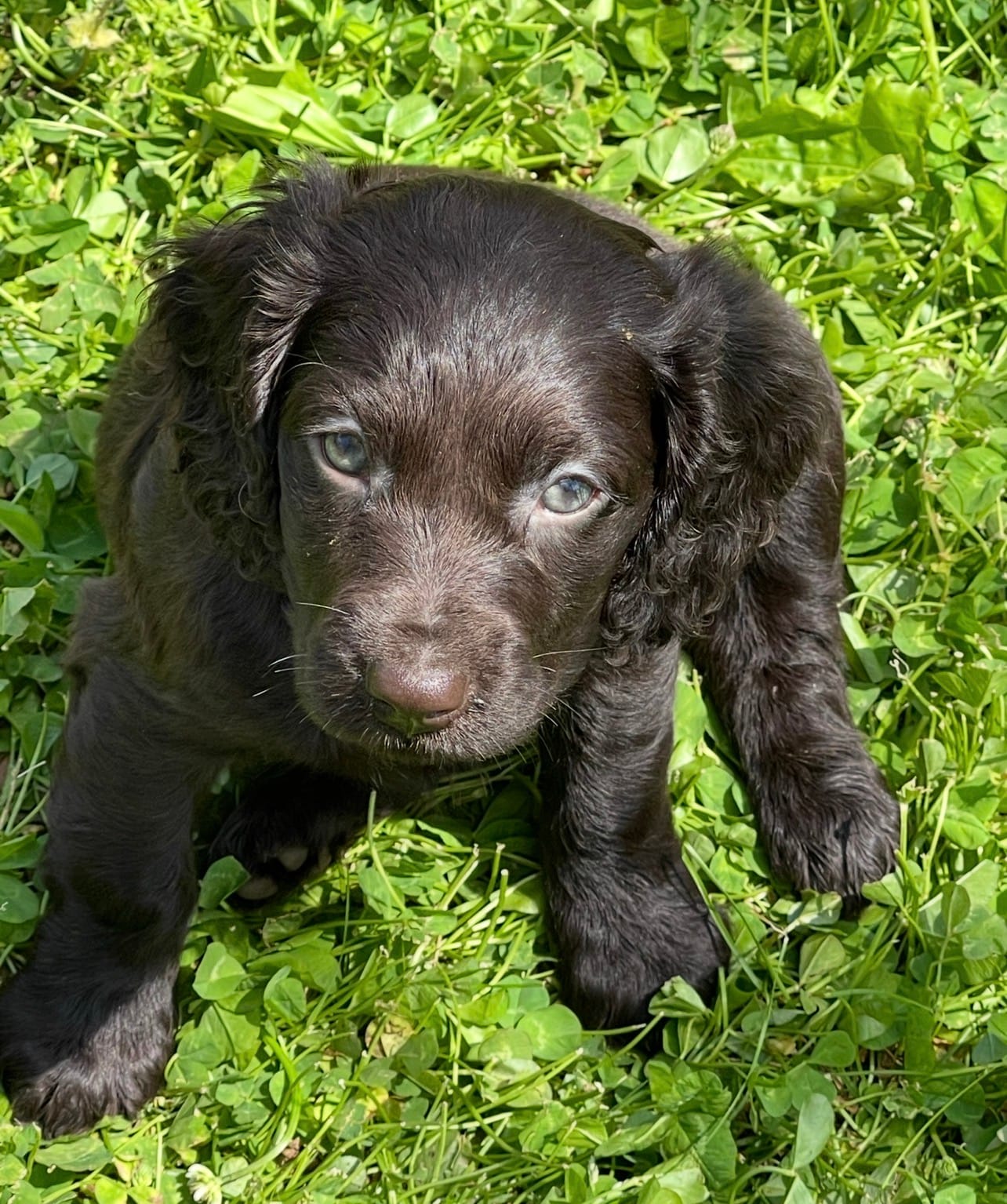 male – Boykin Spaniel puppy for sale in Fyffe, AL