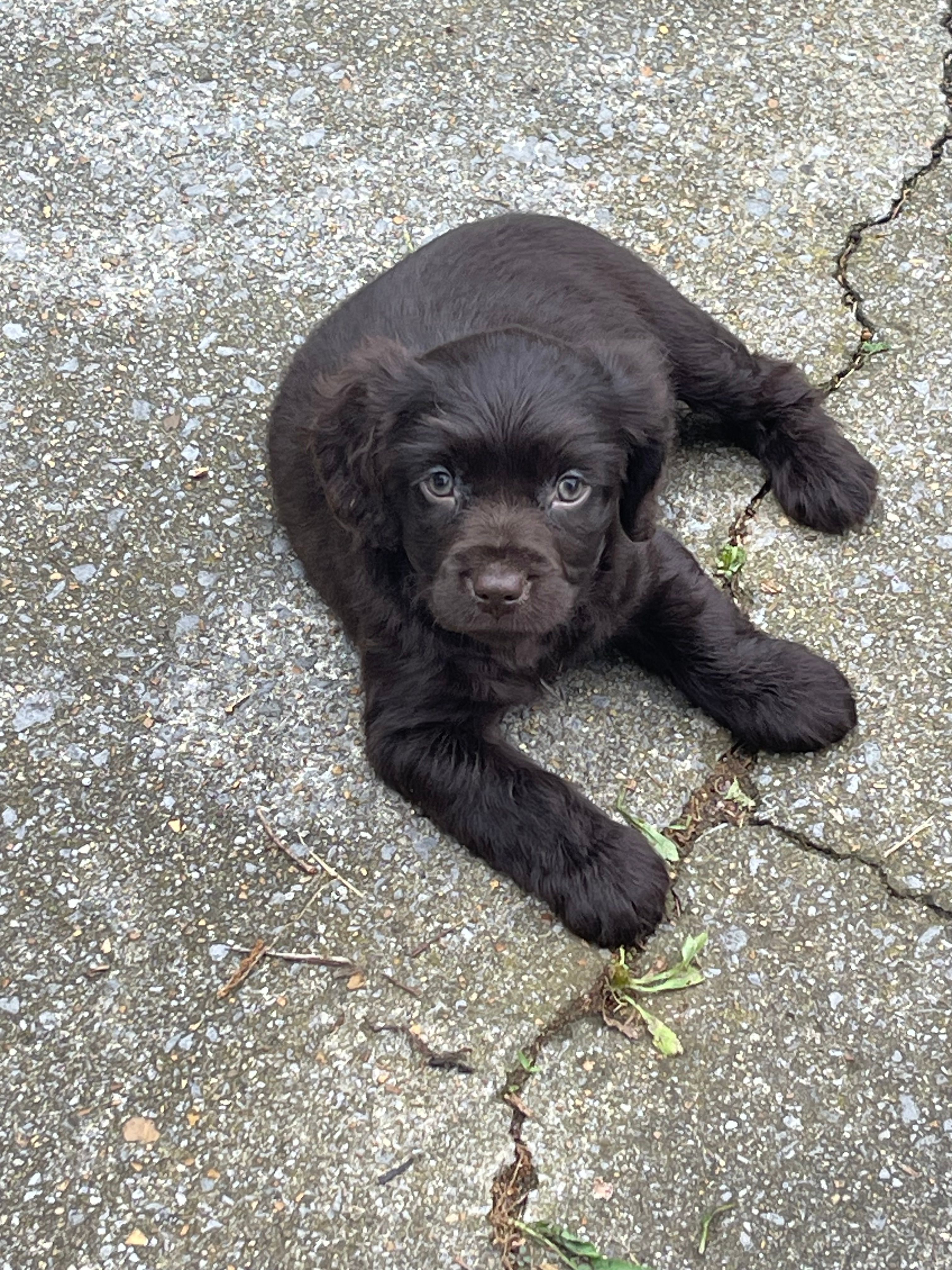 male – Boykin Spaniel puppy for sale in Fyffe, AL