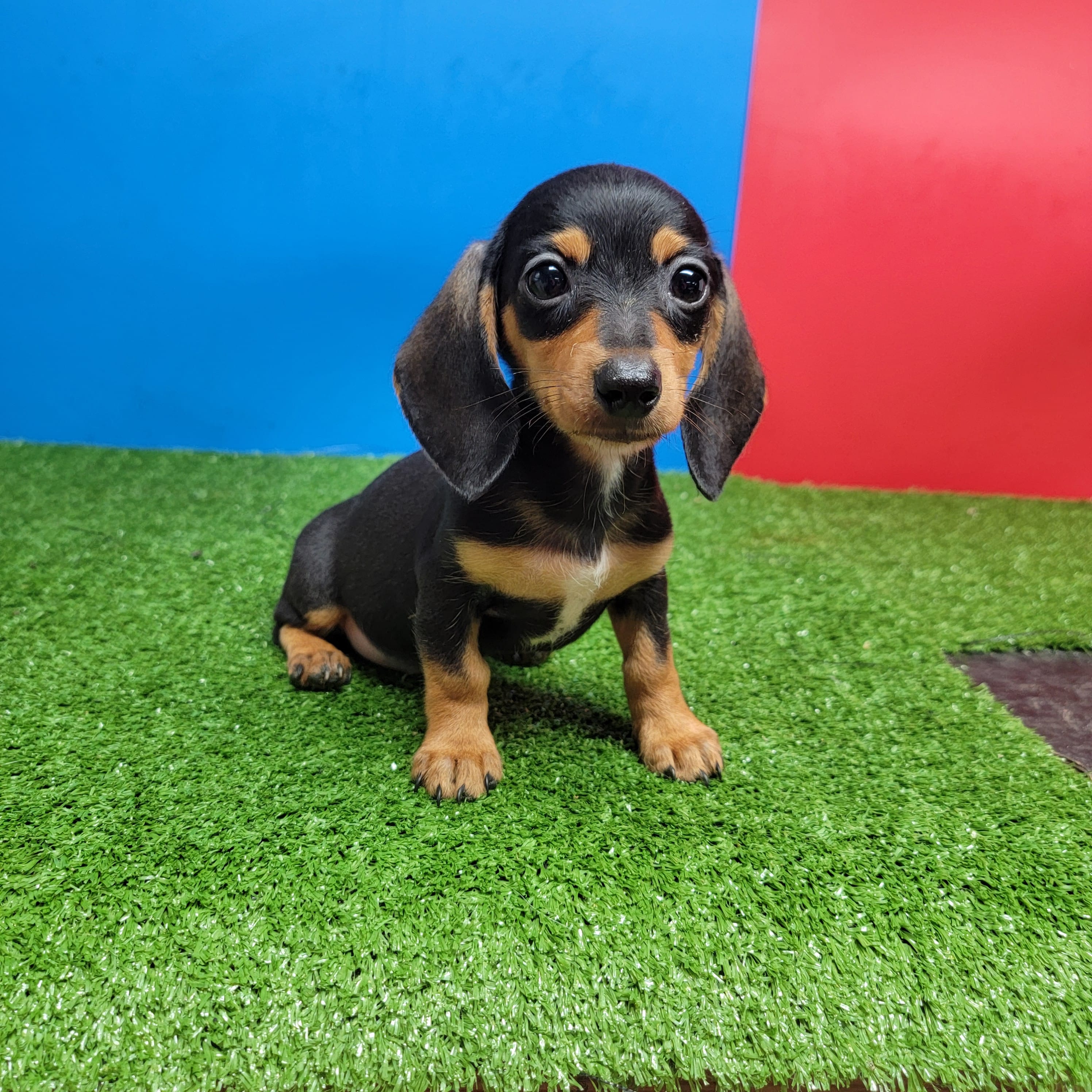 Black and tan female 2 – Miniature Dachshund puppy for sale in Walnut Grove, MS