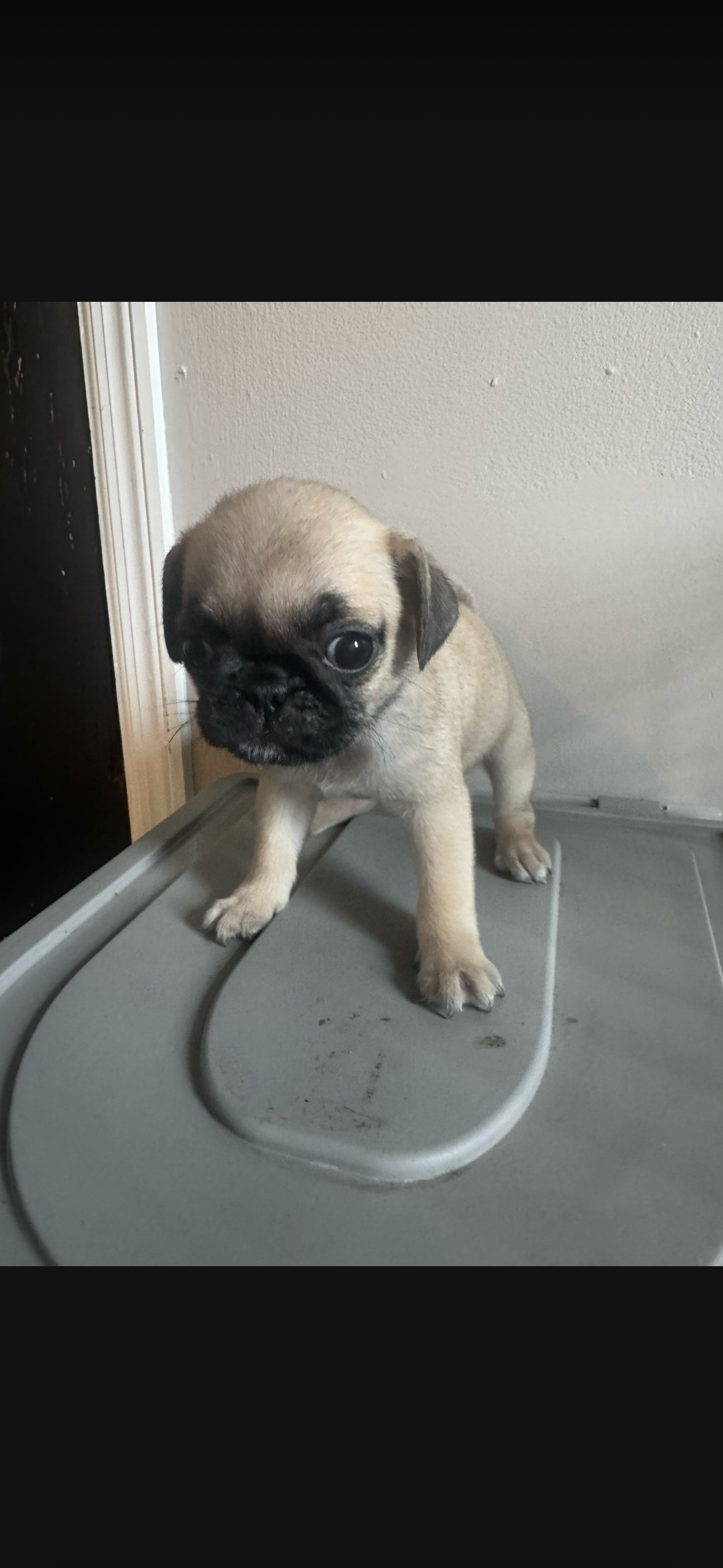 Charlie – Pug puppy for sale in Chicago, IL