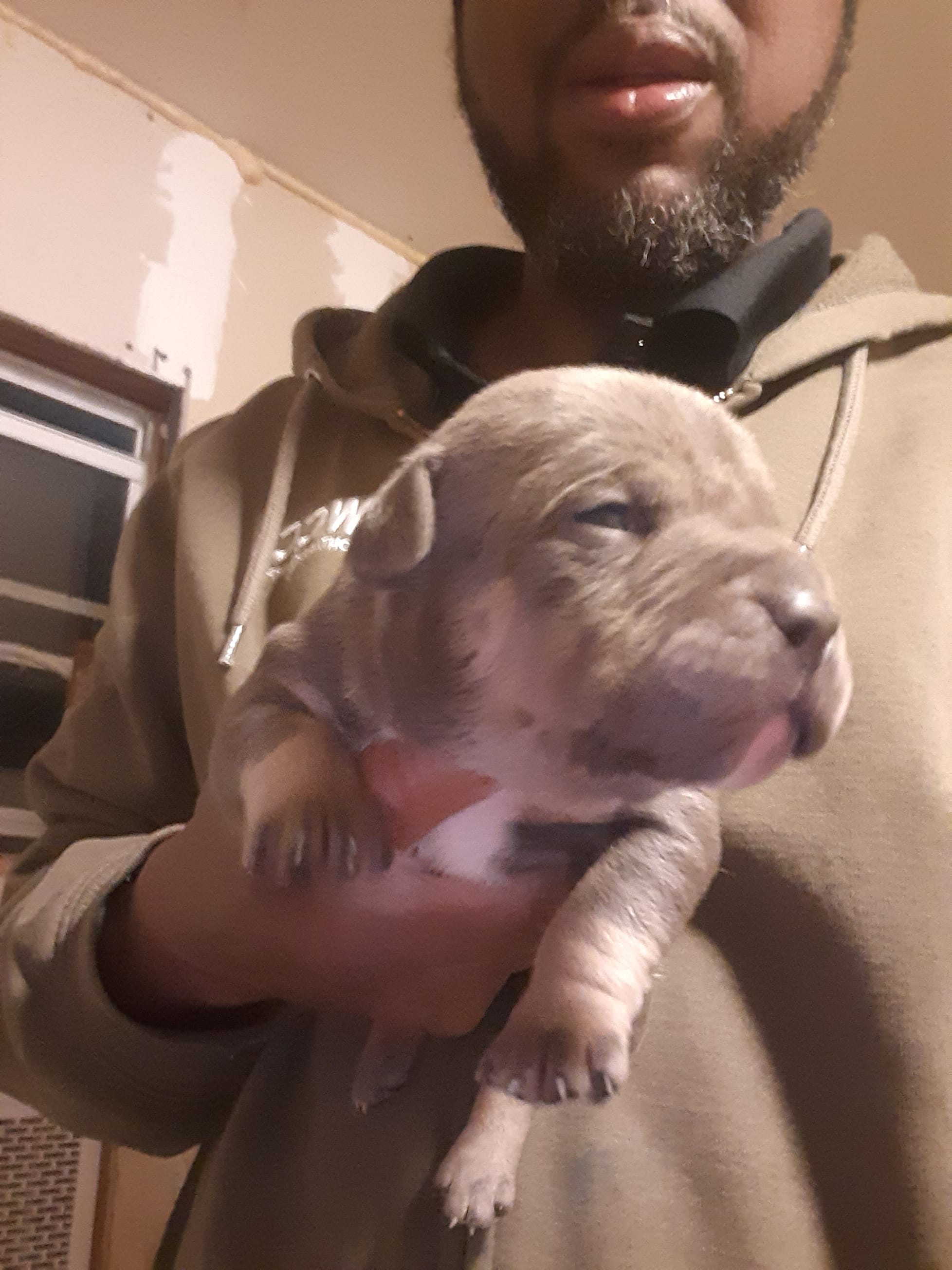 Blur tri male – American Bully puppy for sale in Collins, MS