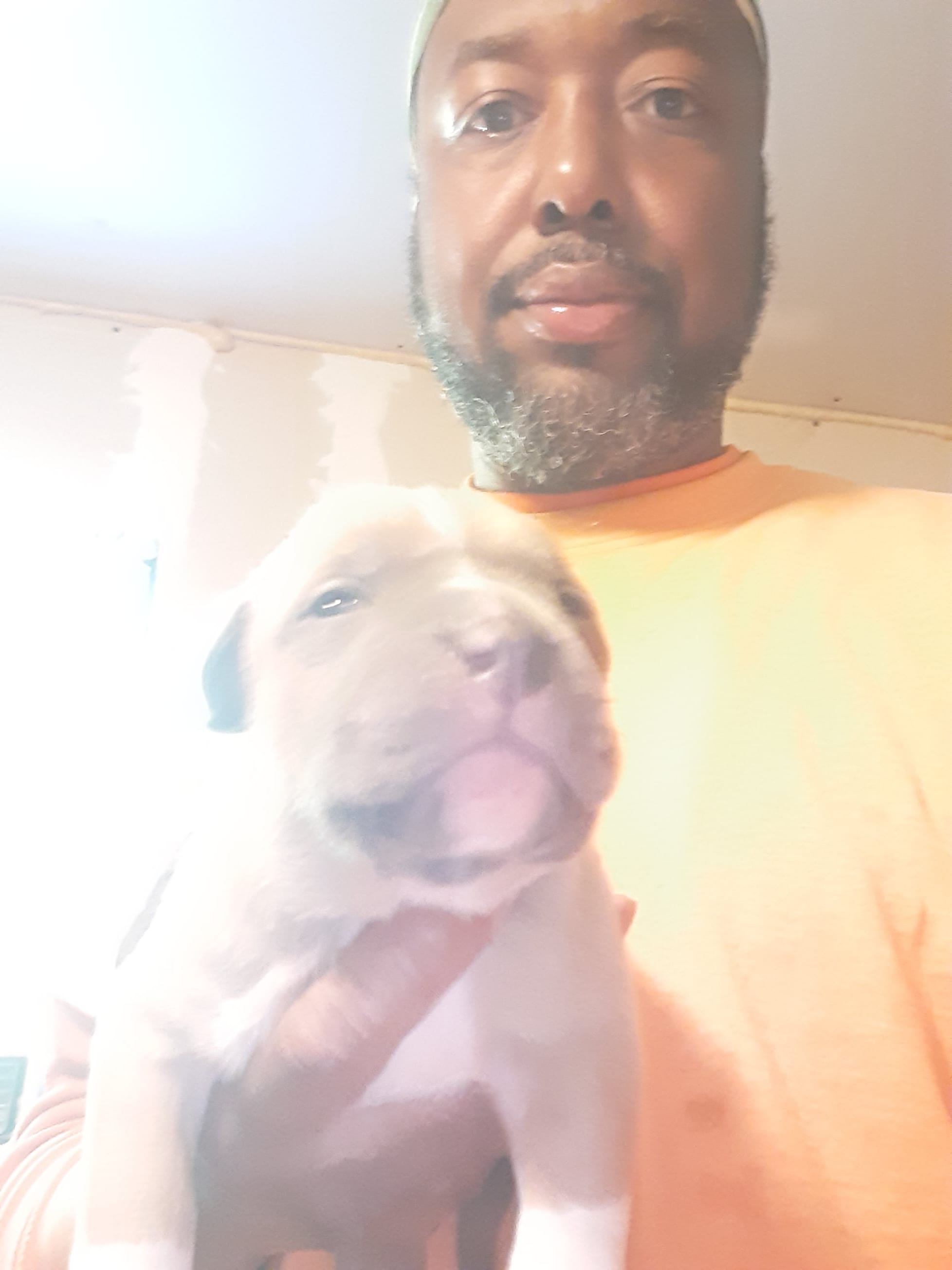 Lilac male – American Bully puppy for sale in Collins, MS