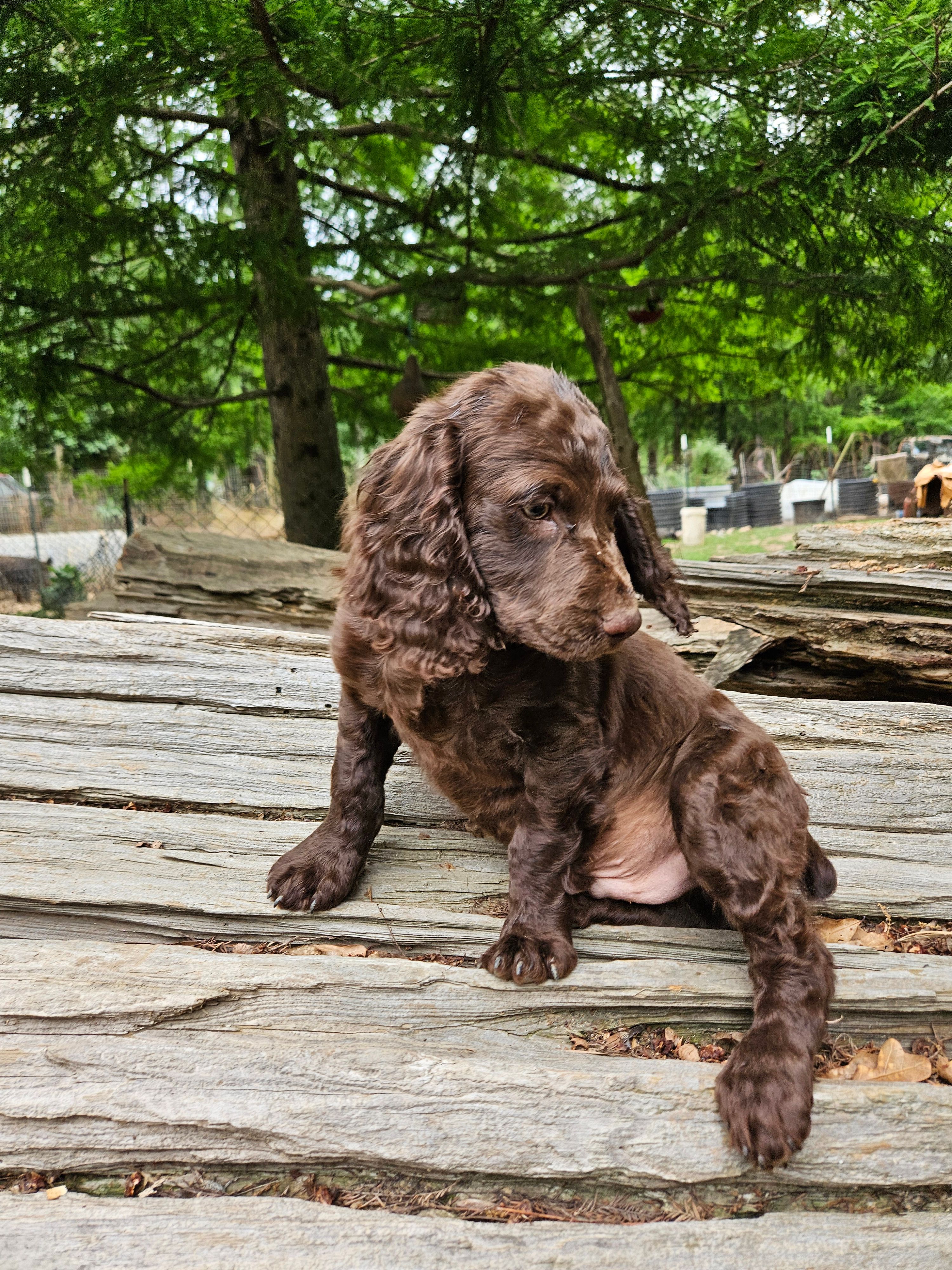 Male 2 – Boykin Spaniel puppy for sale in Clarks Hill, SC