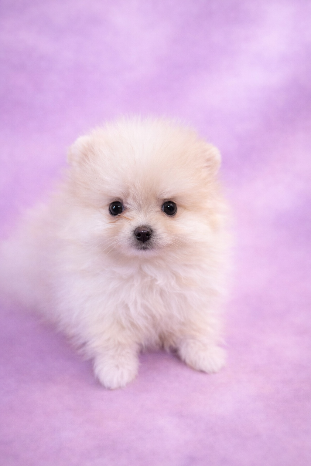 Akc darling – Pomeranian puppy for sale in Denver, CO