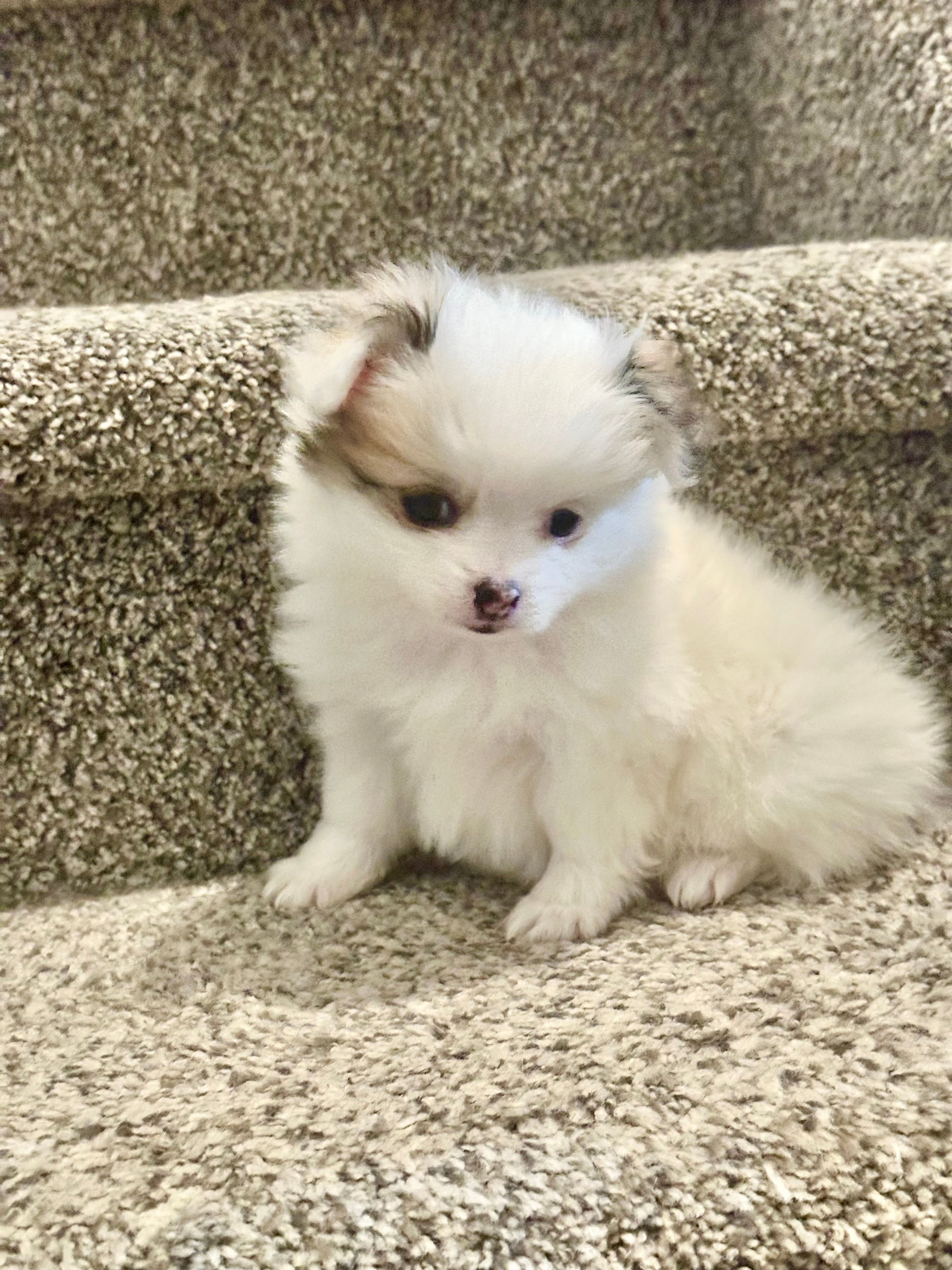 Razzle – Pomchi puppy for sale in Denver, CO