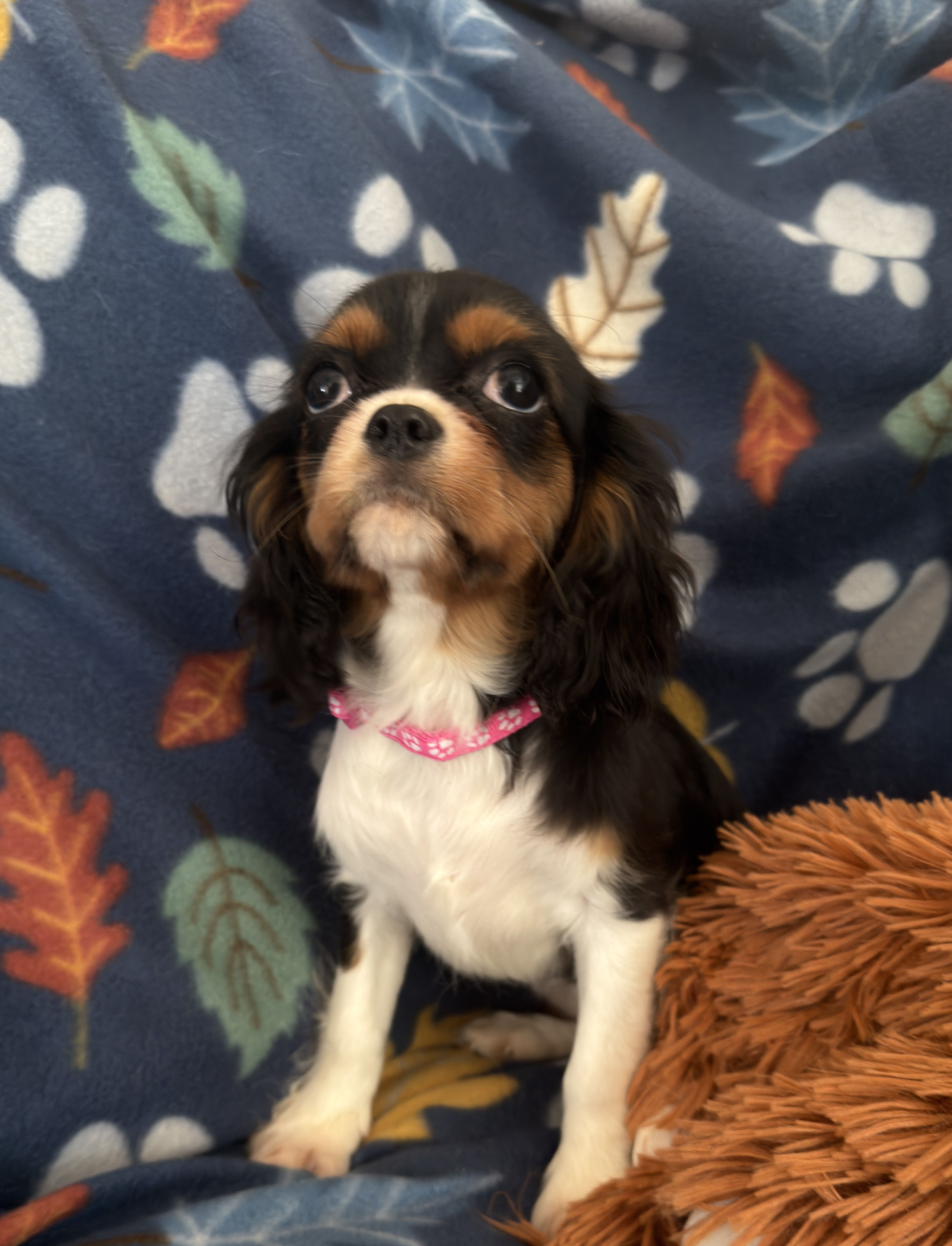 AKC Suzy – Cavalier King Charles Spaniel puppy for sale in St. Louis, MO