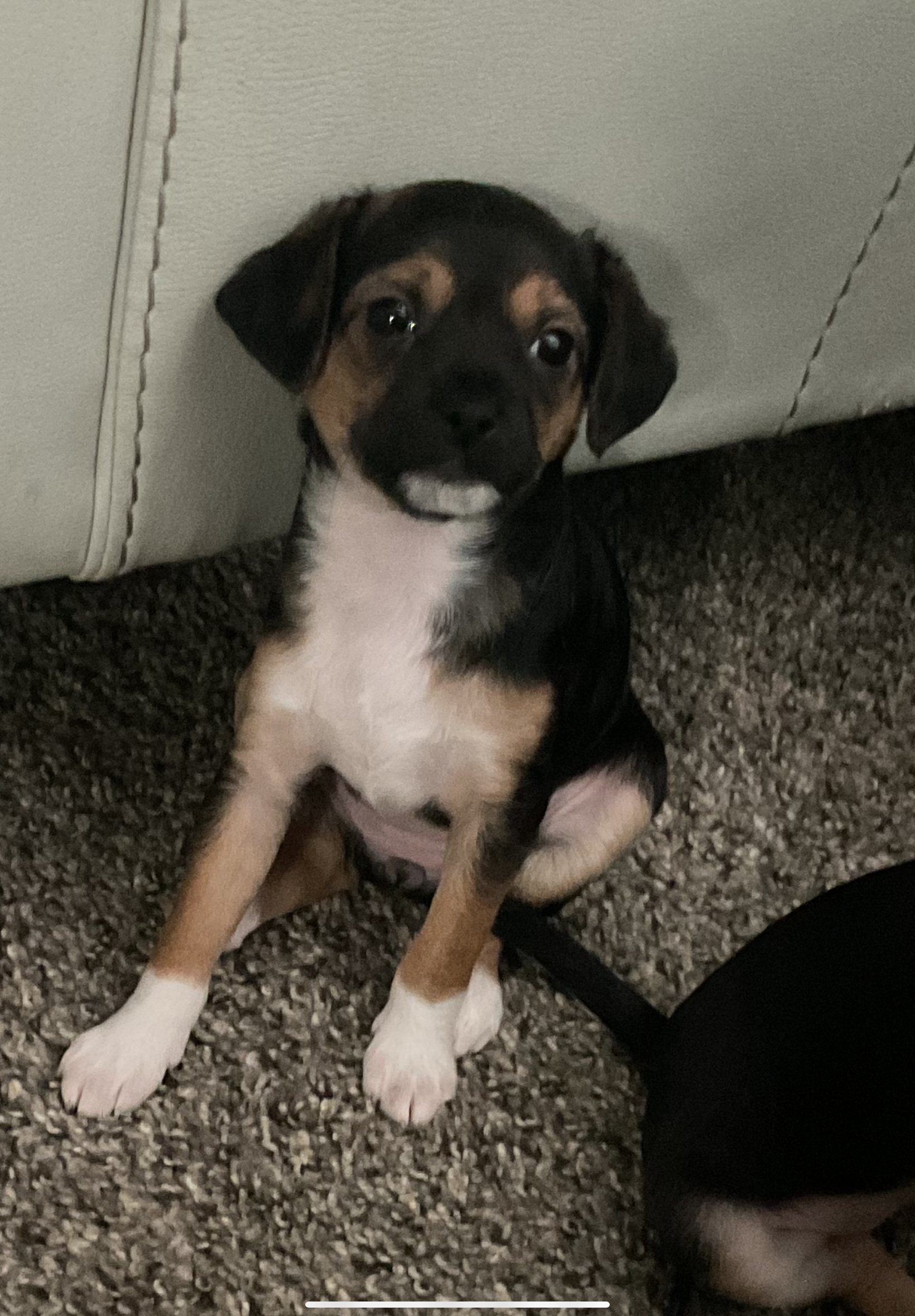 Noodles – Malchi puppy for sale in Lexington, KY
