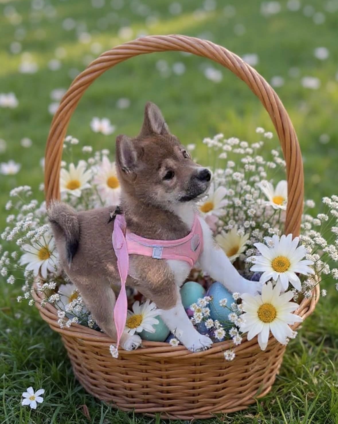 Bella  – Shiba Inu puppy for sale in Somerset, NJ